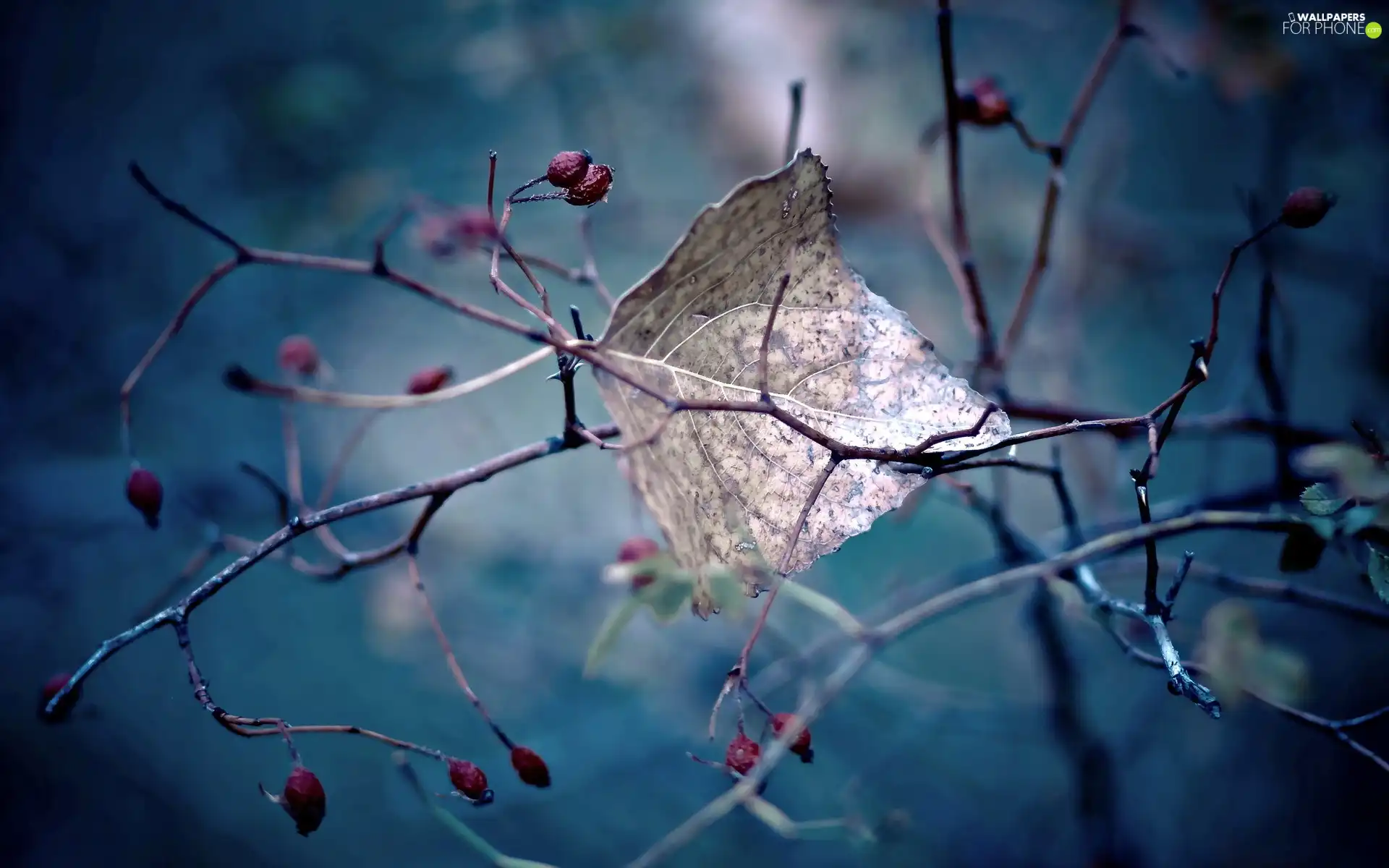 leaf, Bush, Twigs