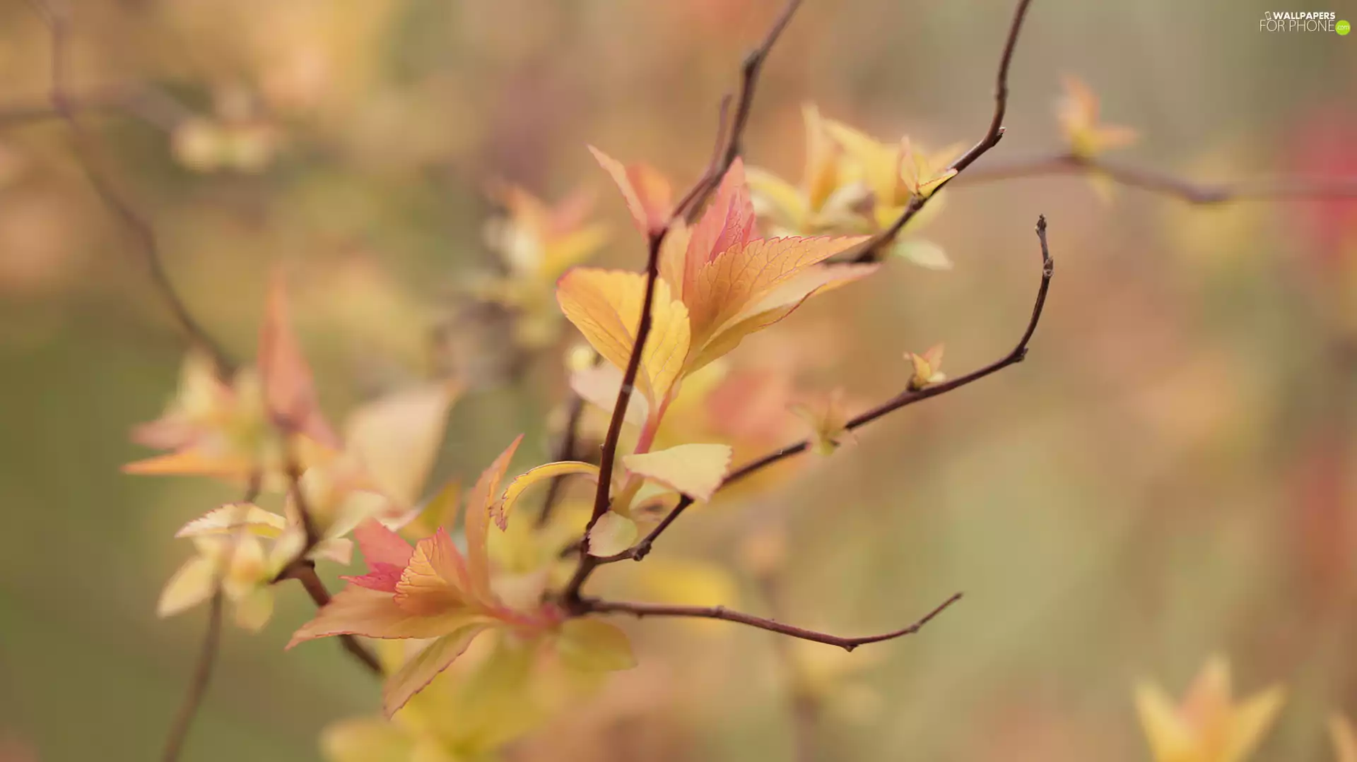 Leaf, Spiraea, Twigs