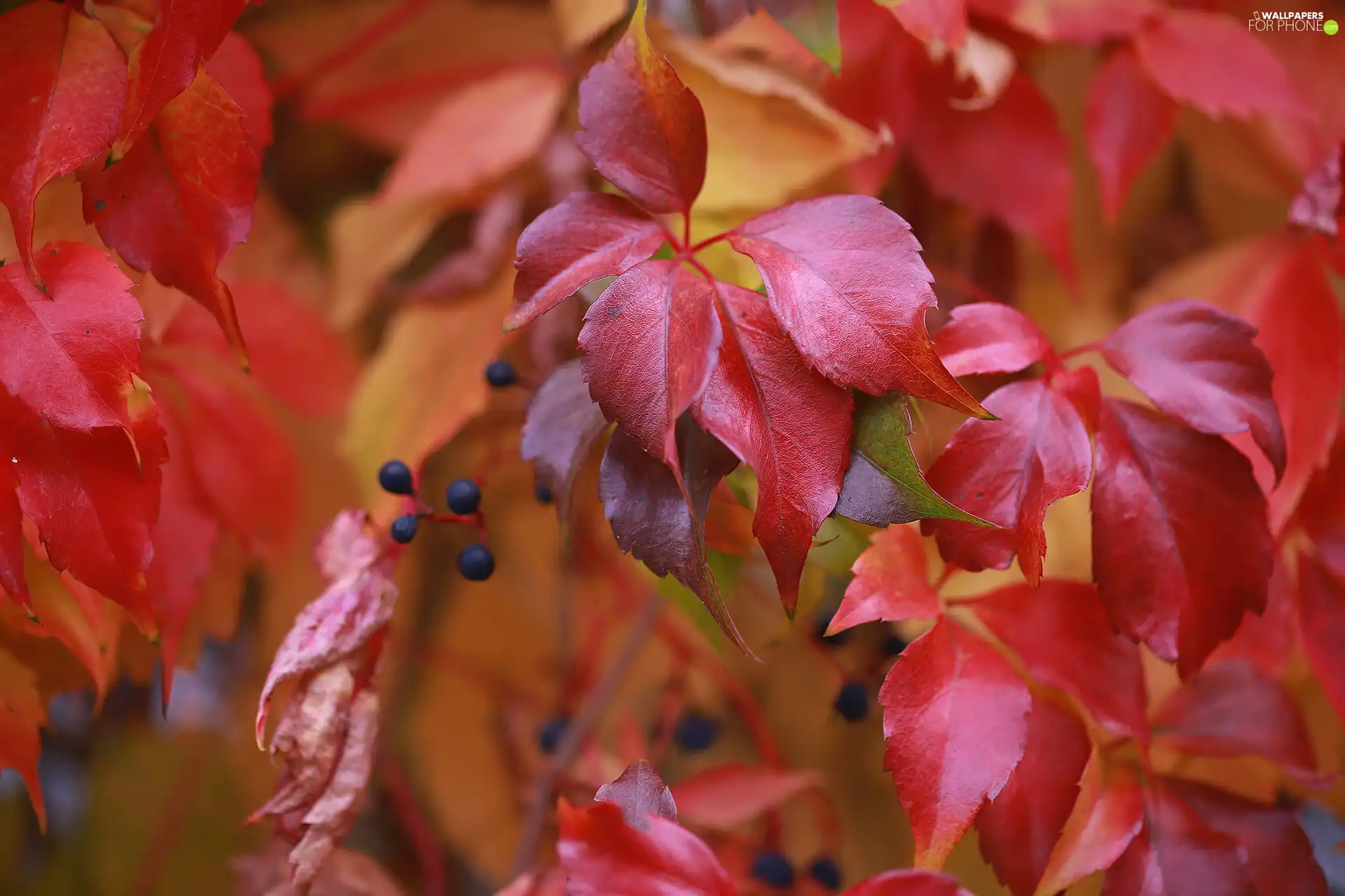 Virginia Creeper, Red, Leaf