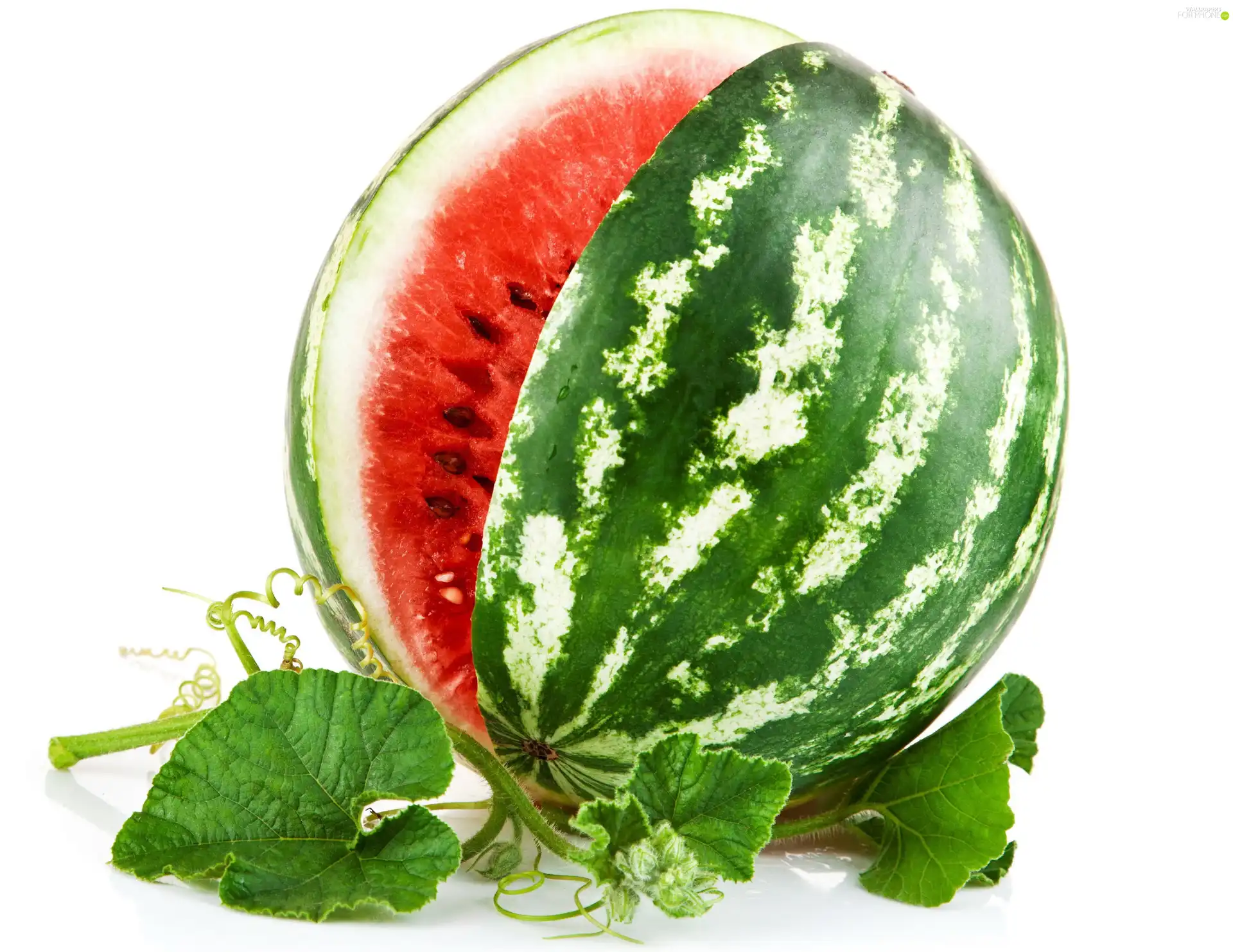 watermelon, Leaf