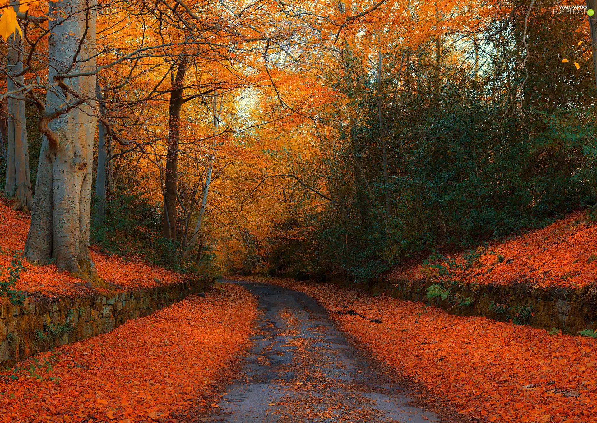 forest, autumn, fallen, Leaf, Orange, Way