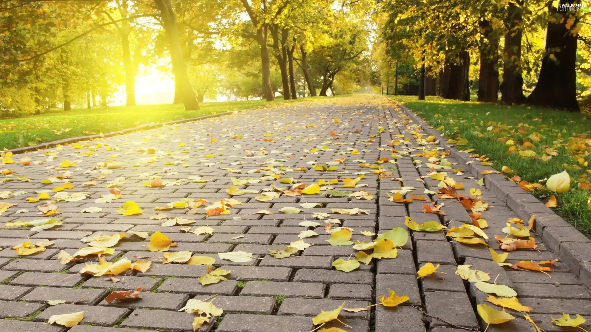 viewes, autumn, Pavement, trees, Park, Leaf, Way