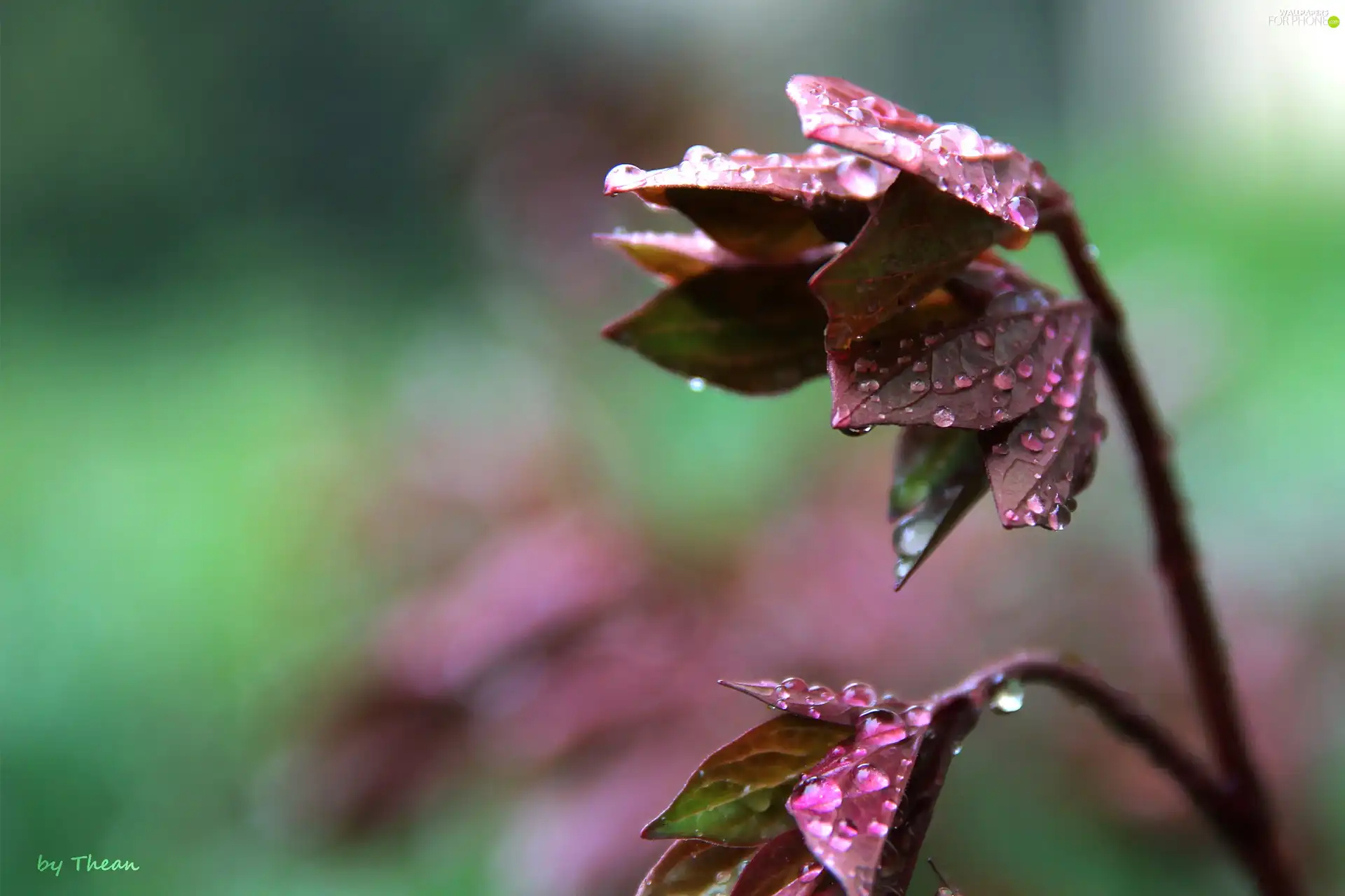 wet, Leaf