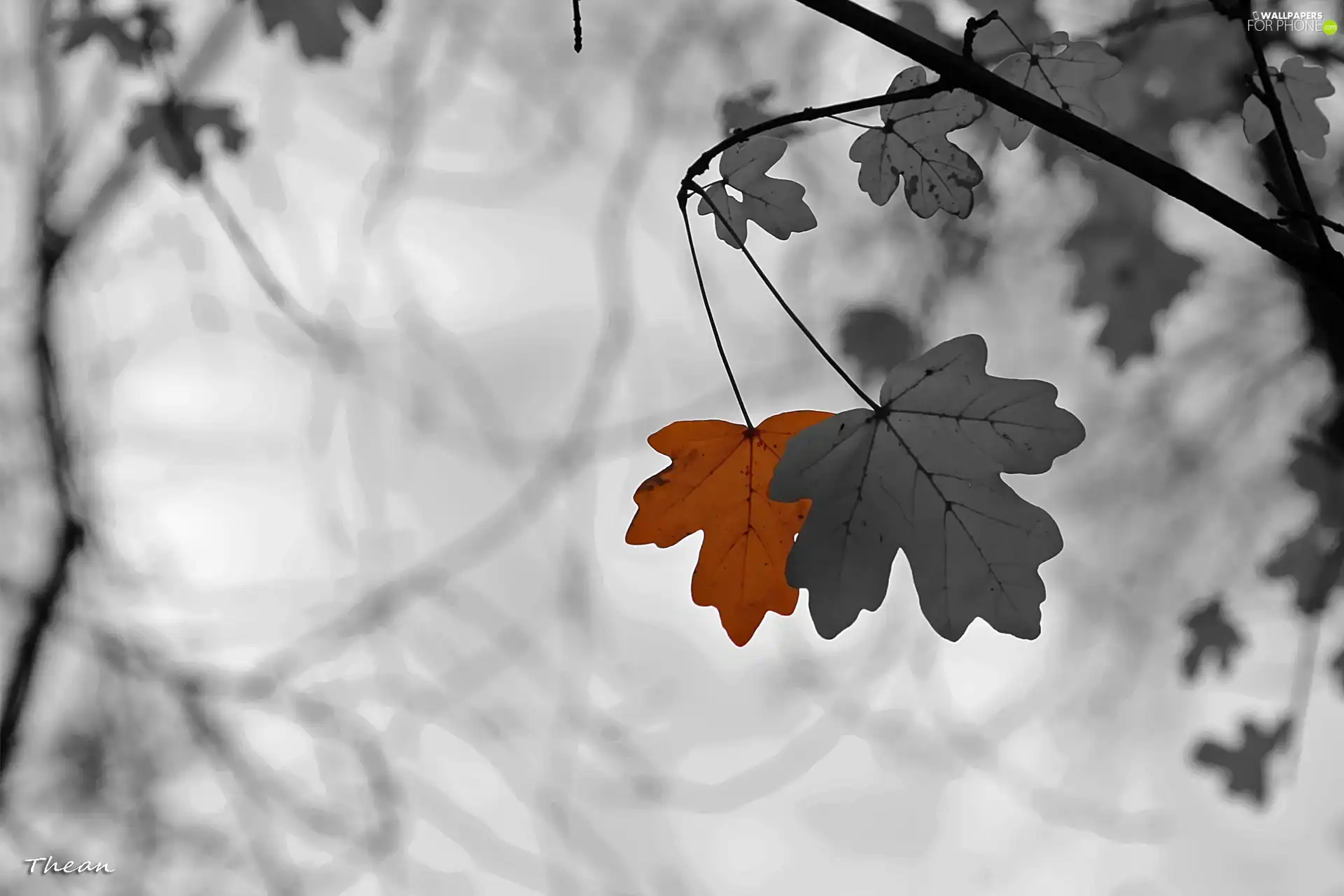 Leaf, black, White