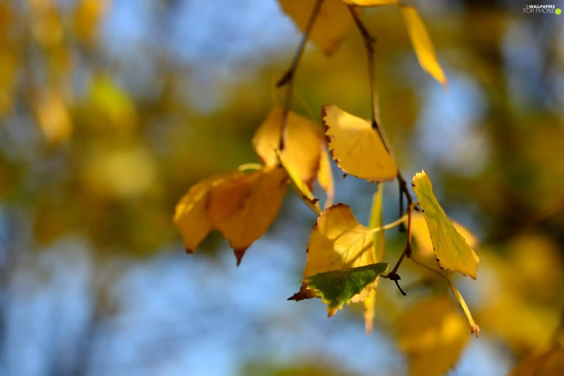 Yellow, Leaf