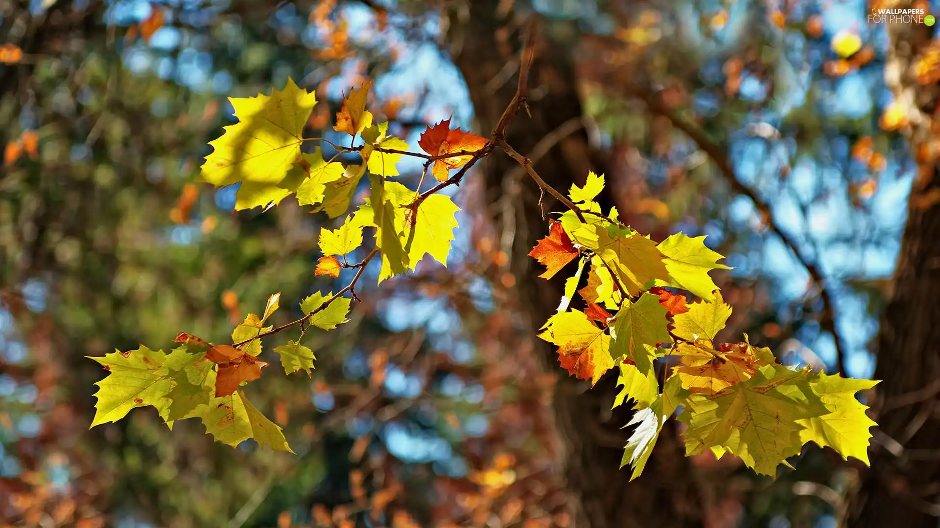 Leaf, Twigs, Yellow