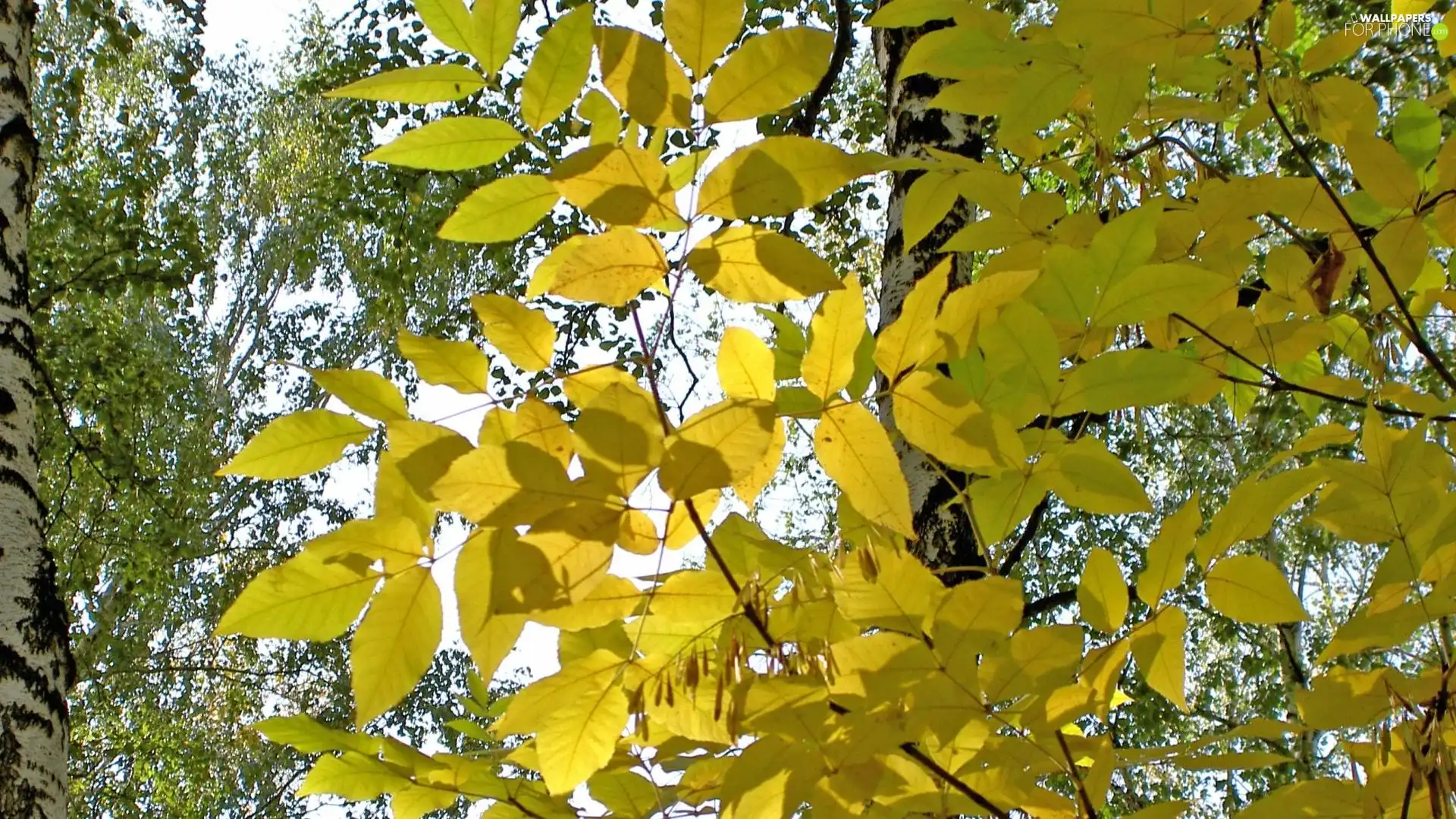 Yellow, Leaf