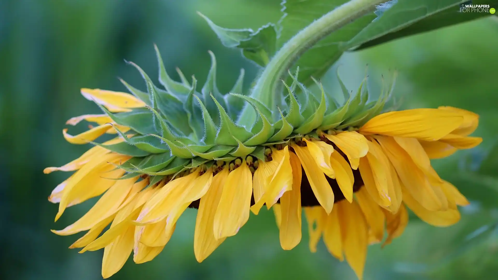 Colourfull Flowers, Sunflower, leaning