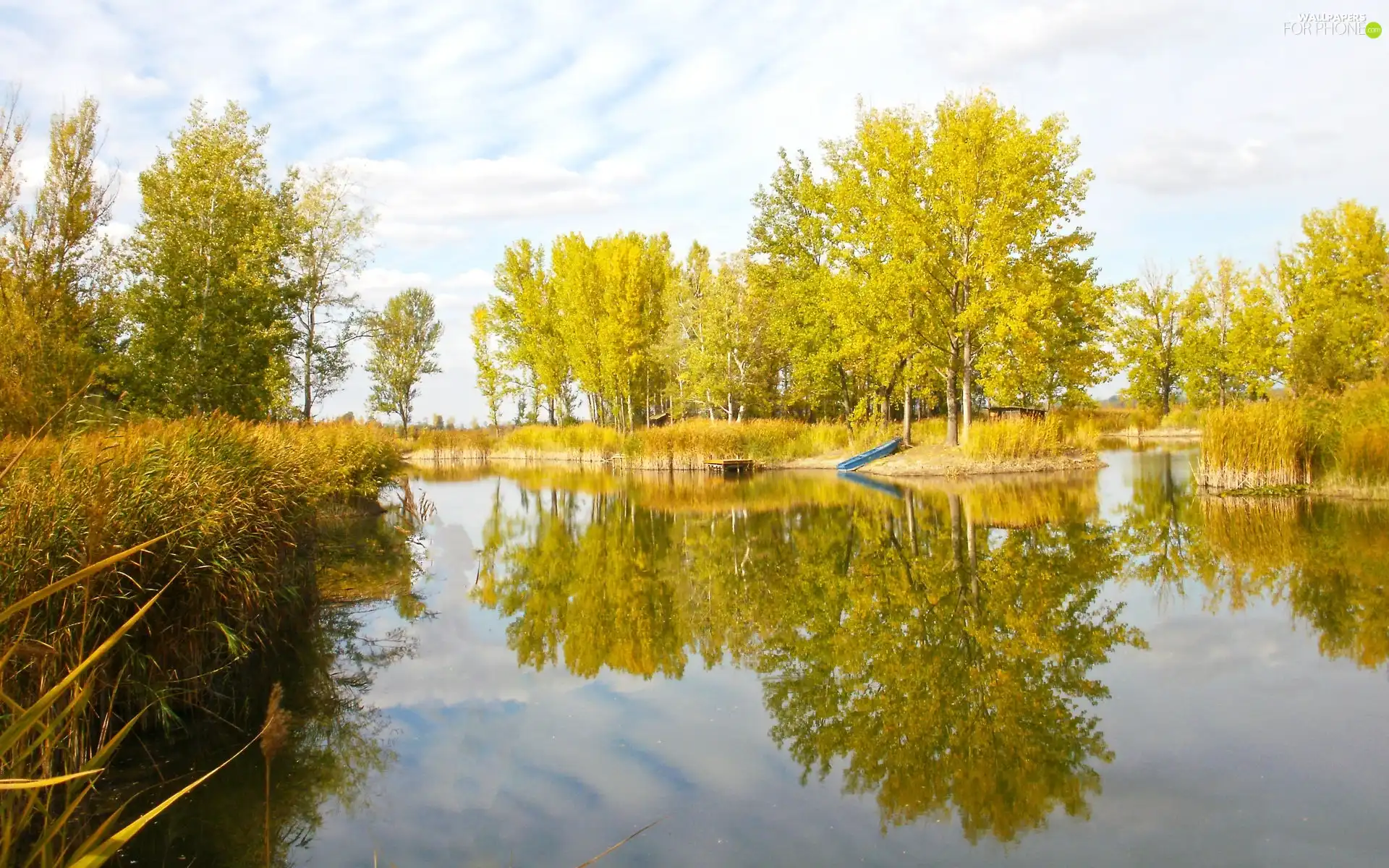 leaved, Sky, lake, forest, little doggies