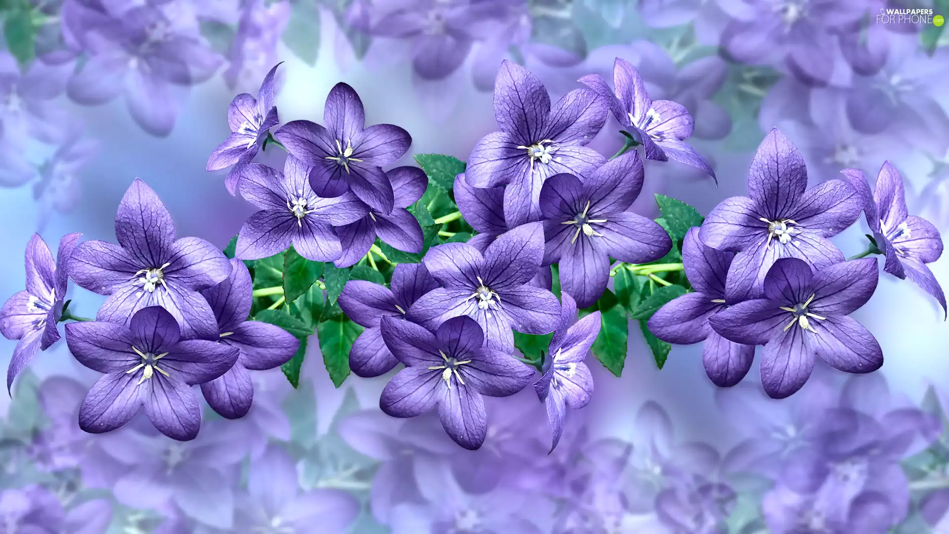 Flowers, leaves, 2D Graphics, ringtones