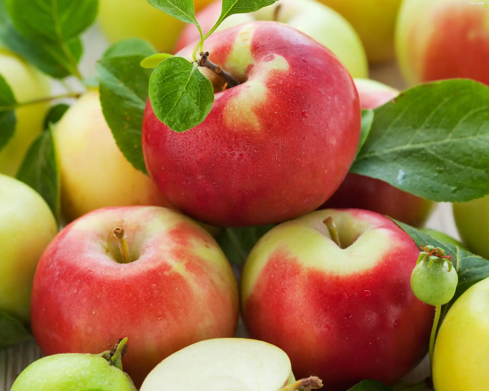 leaves, tasty, apples