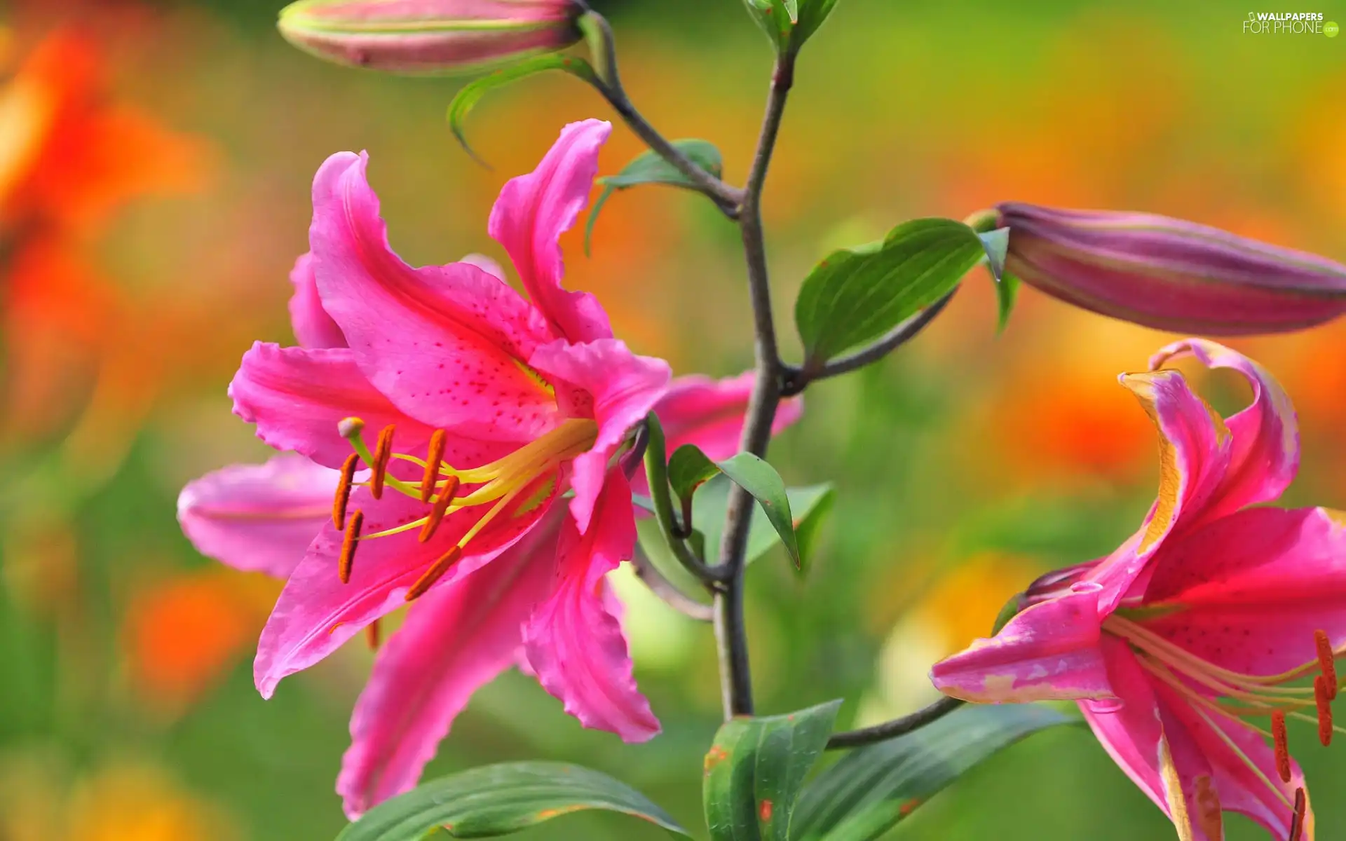 Leaves, blur, Buds, Colourfull Flowers, Lily