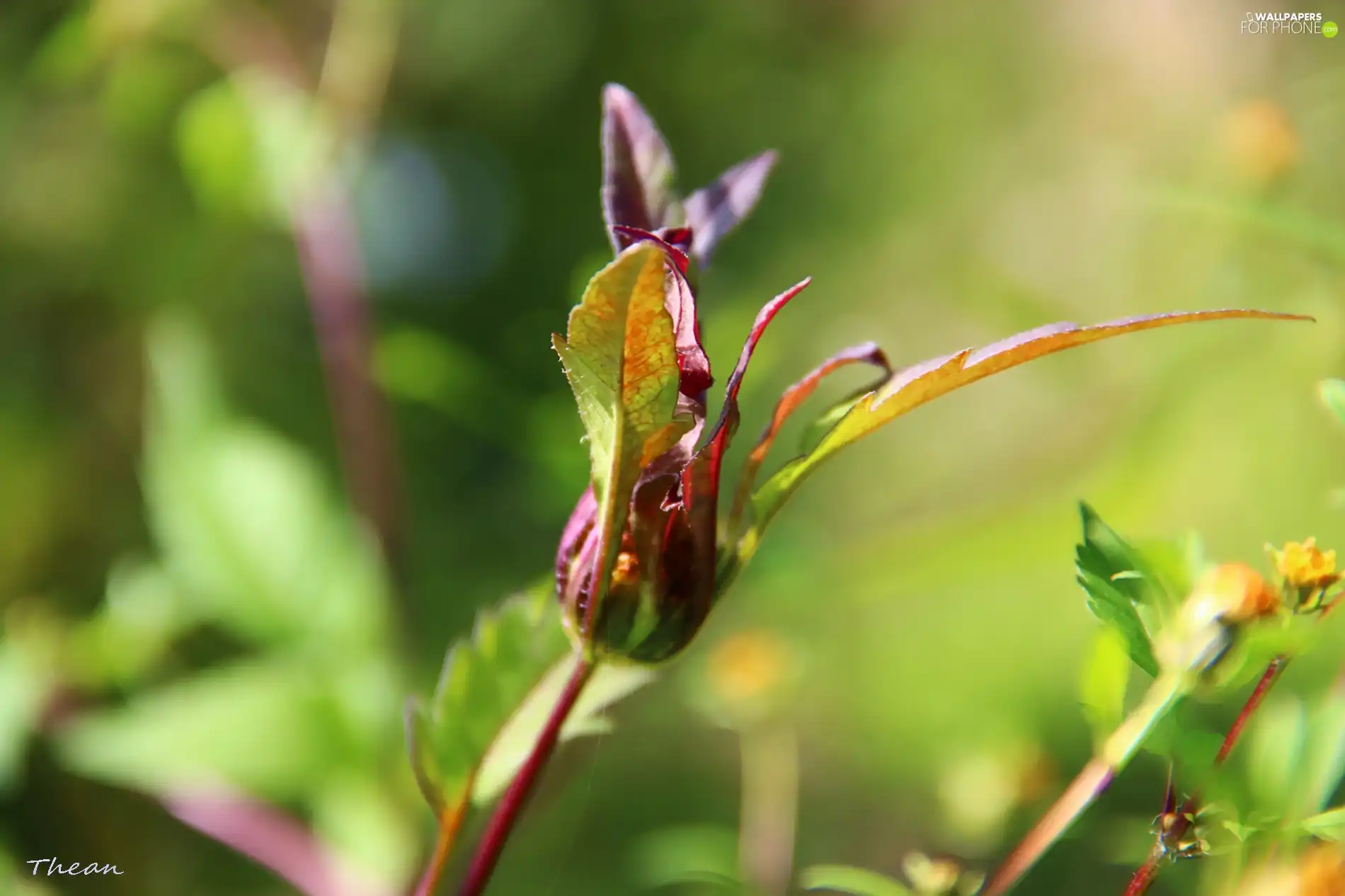 leaves, plant, bud