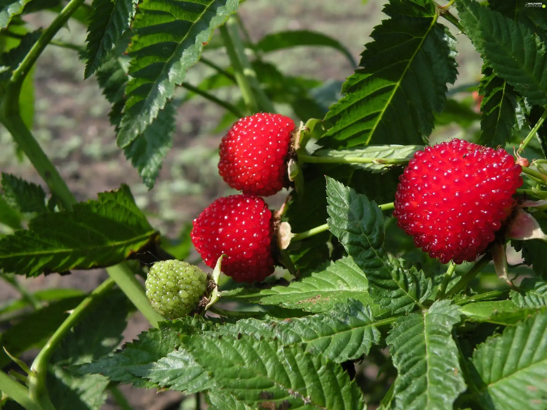 bush, green ones, leaves, raspberries