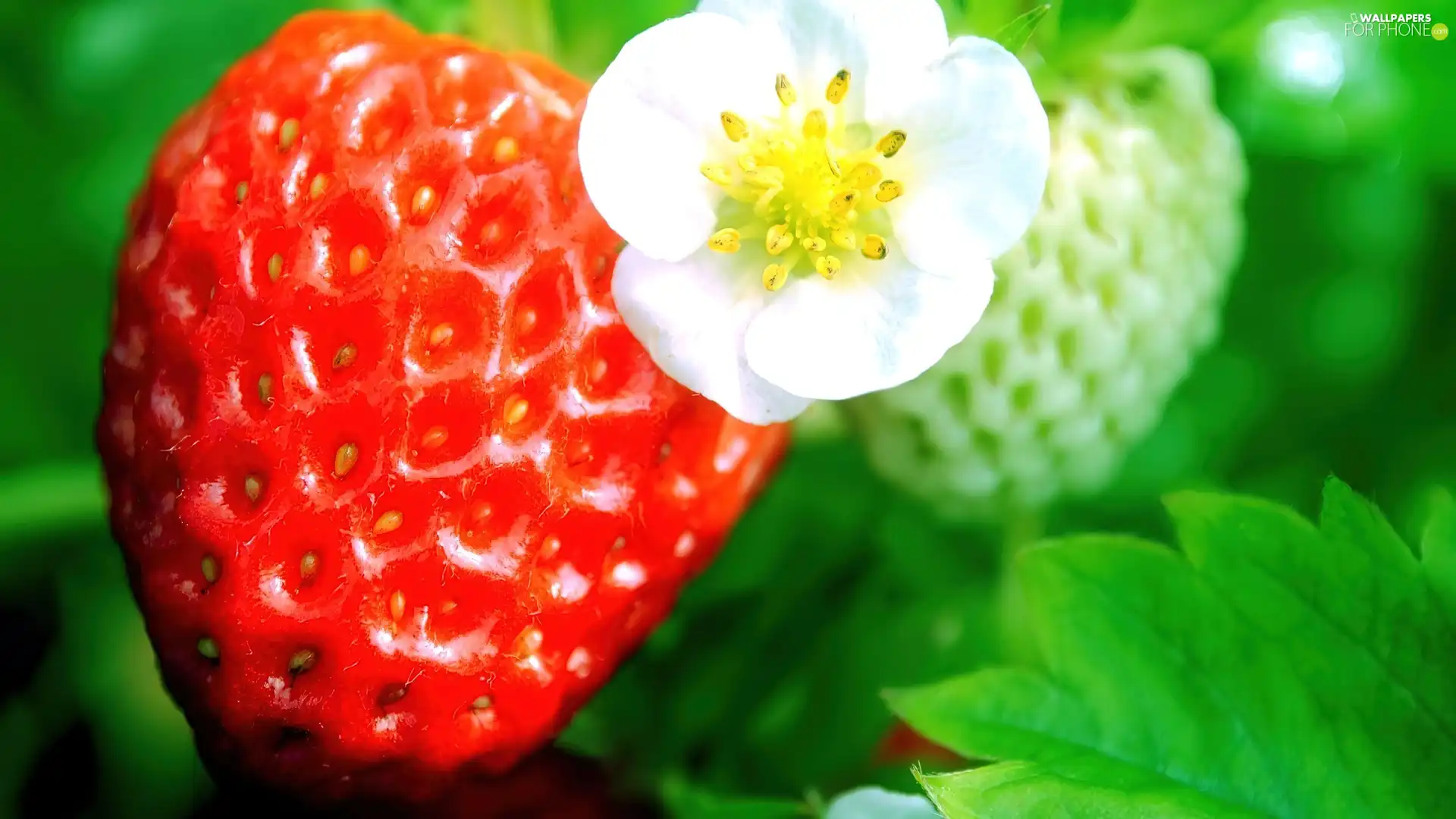 leaves, Strawberry, Flower
