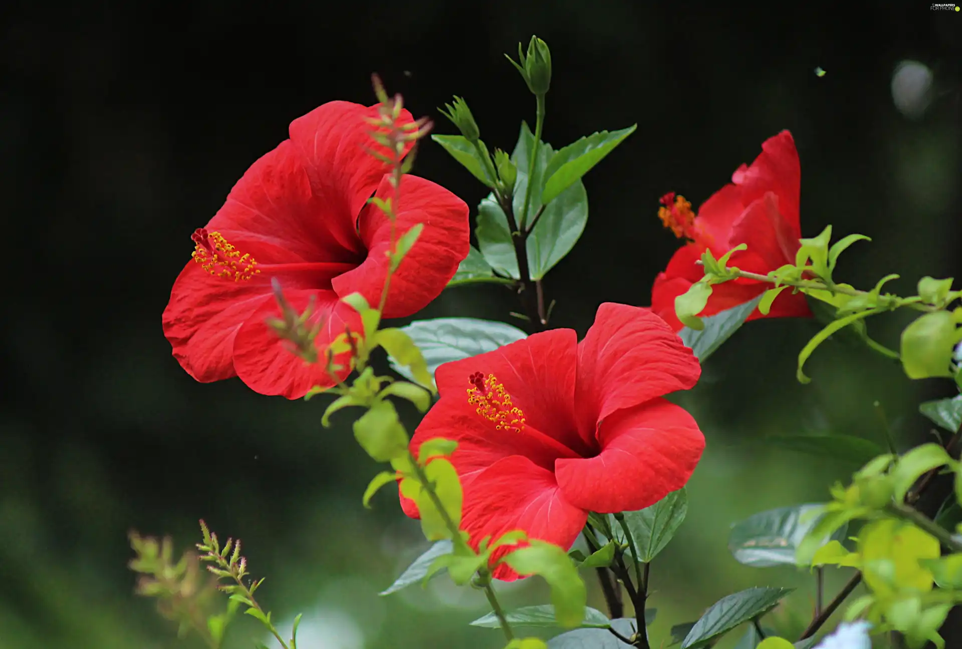 Flowers, Red, leaves, hibiskus