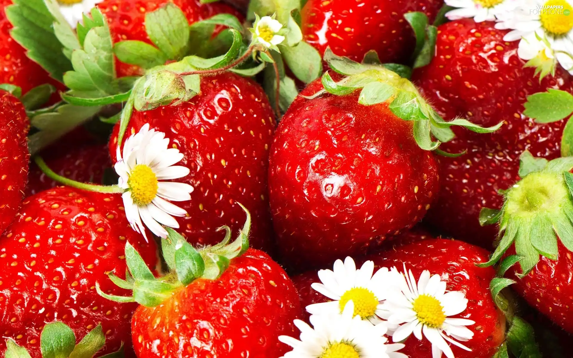 leaves, strawberries, Flowers