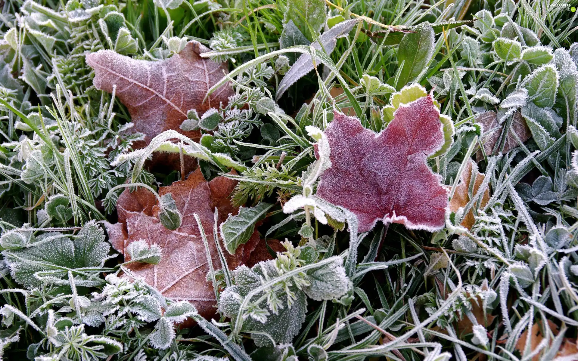frosty, Red, leaves, Plants