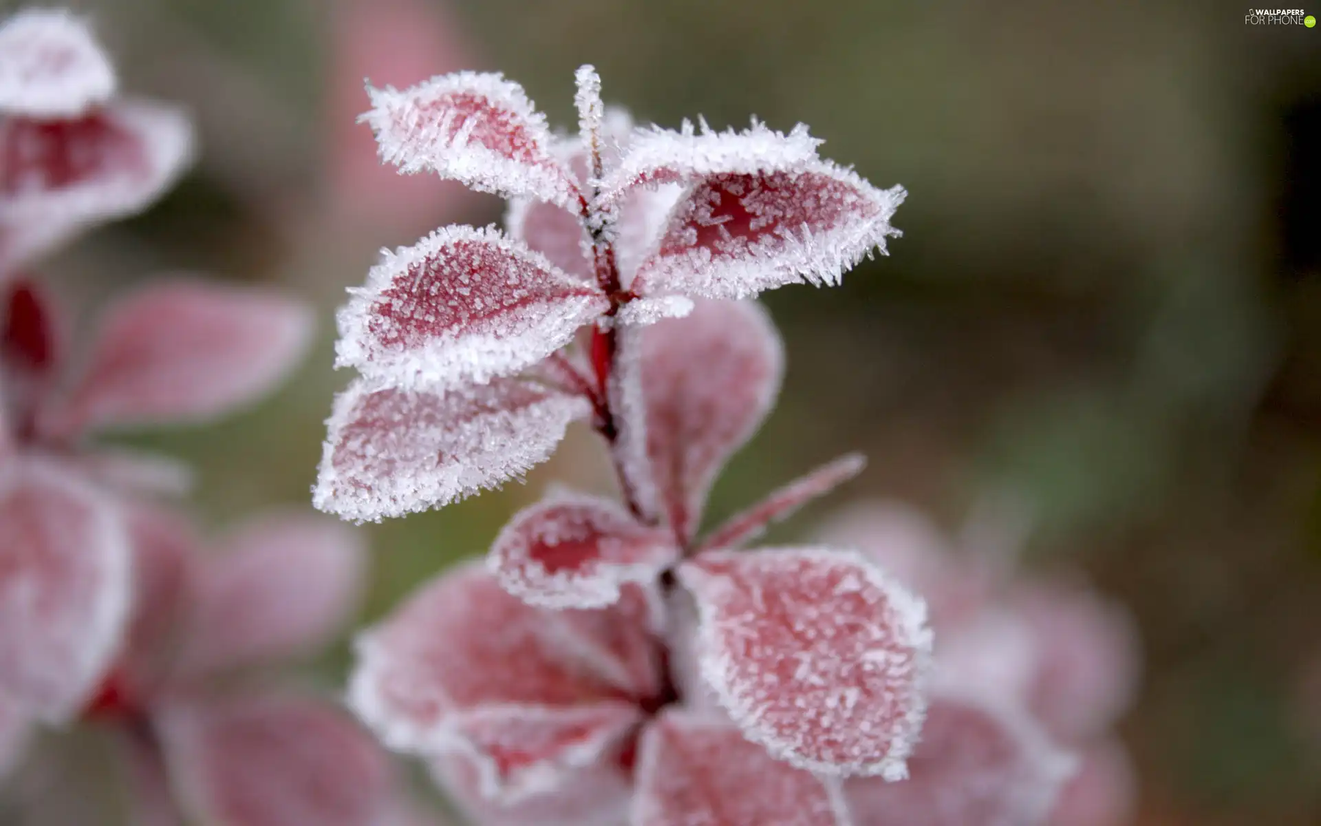 frozen, Red, leaves, plant
