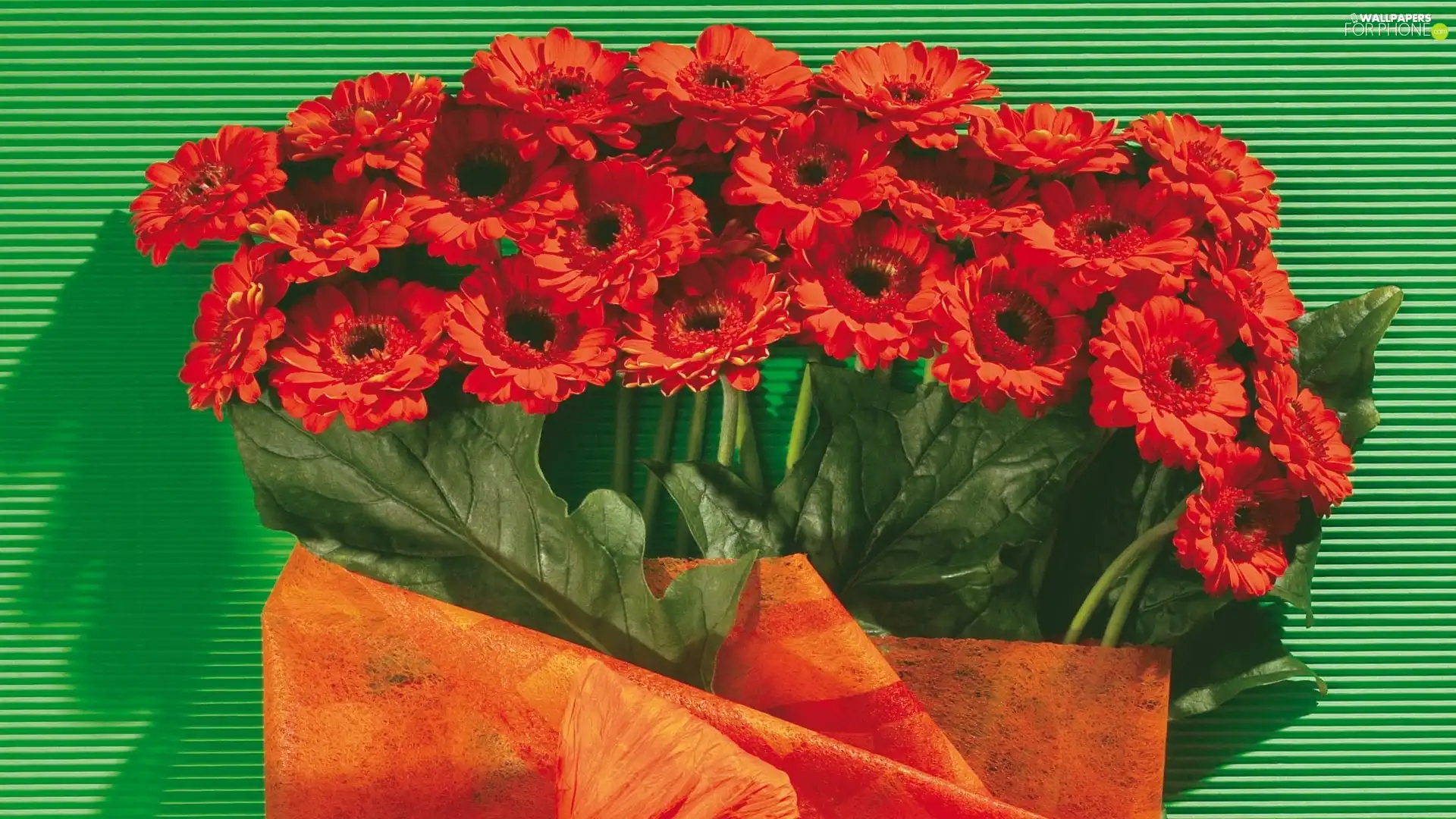 leaves, Red, gerberas