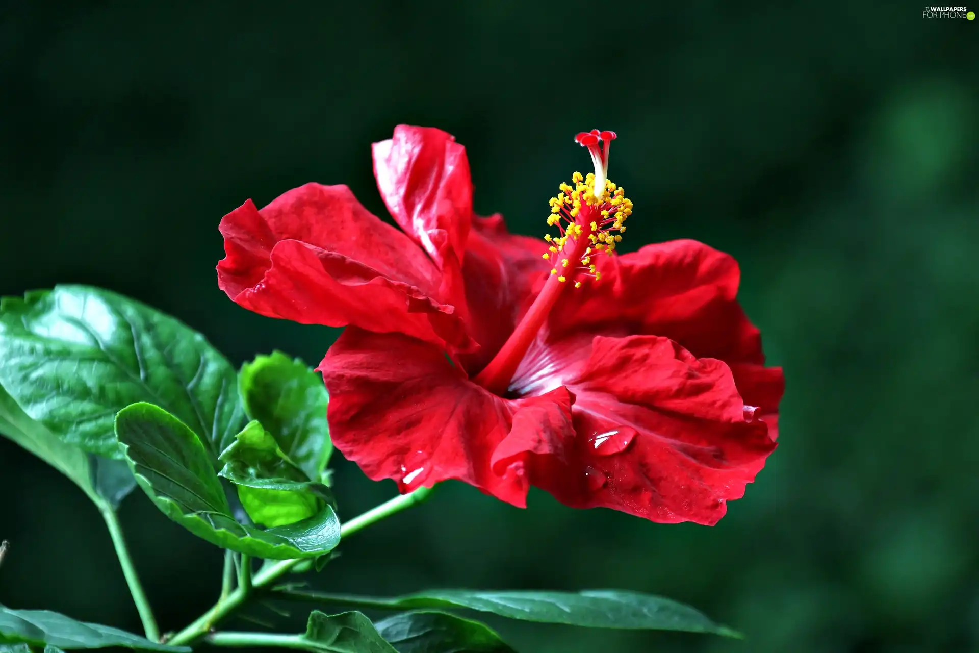 leaves, Red, hibiskus