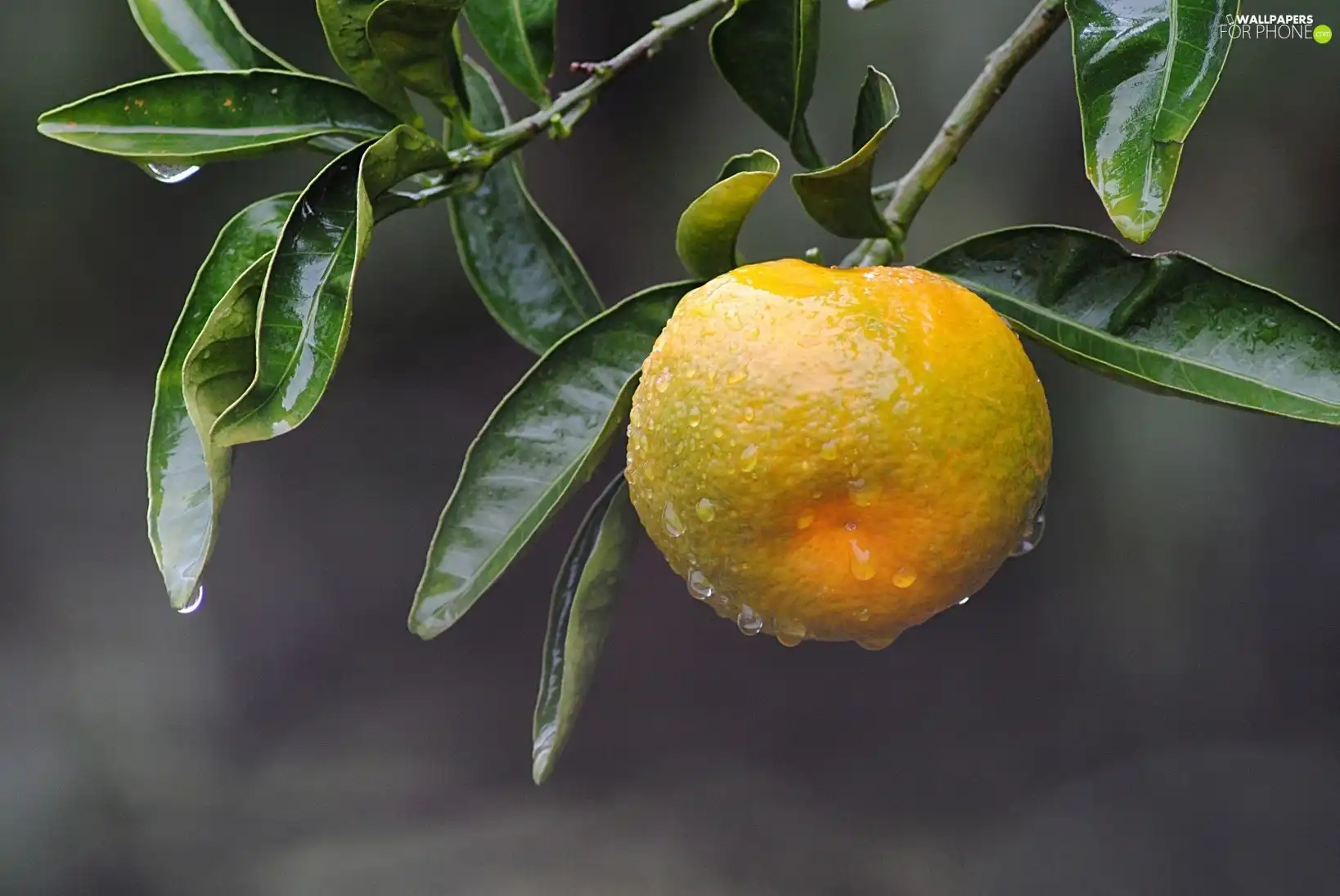 mandarine, green ones, leaves, sapling