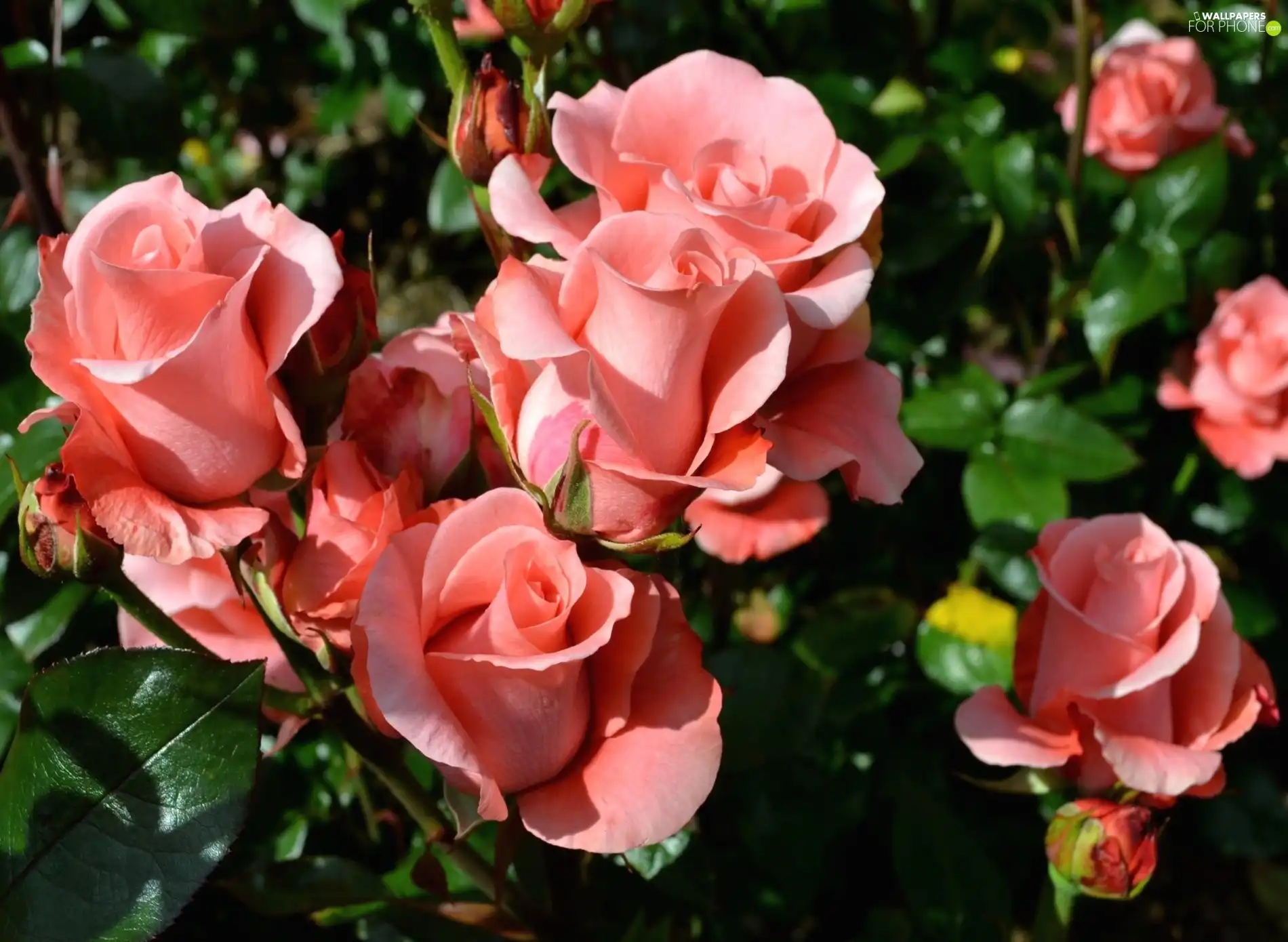 Pink, donuts, leaves, roses