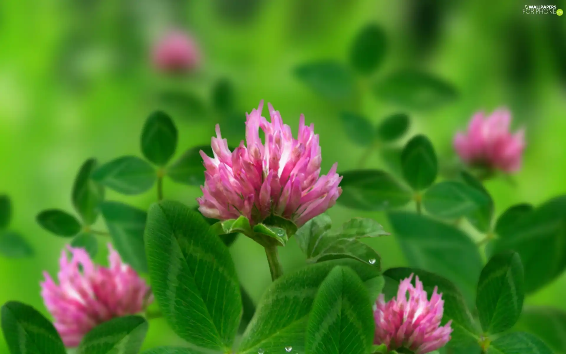 Pink, green ones, leaves, trefoil