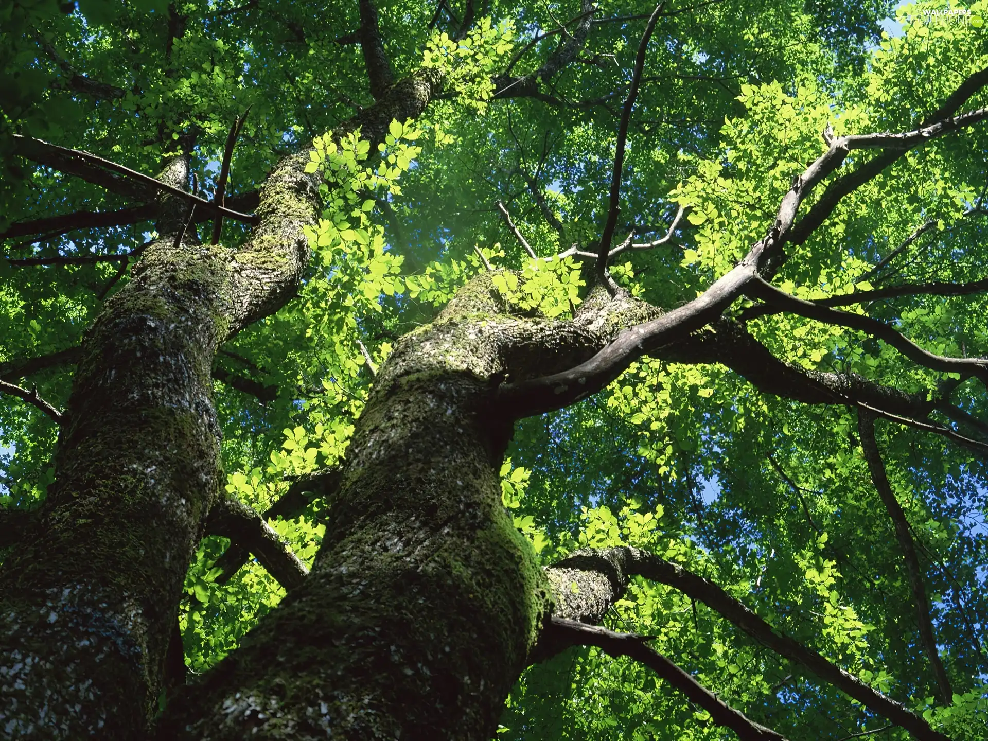 Powerful, green ones, leaves, trees