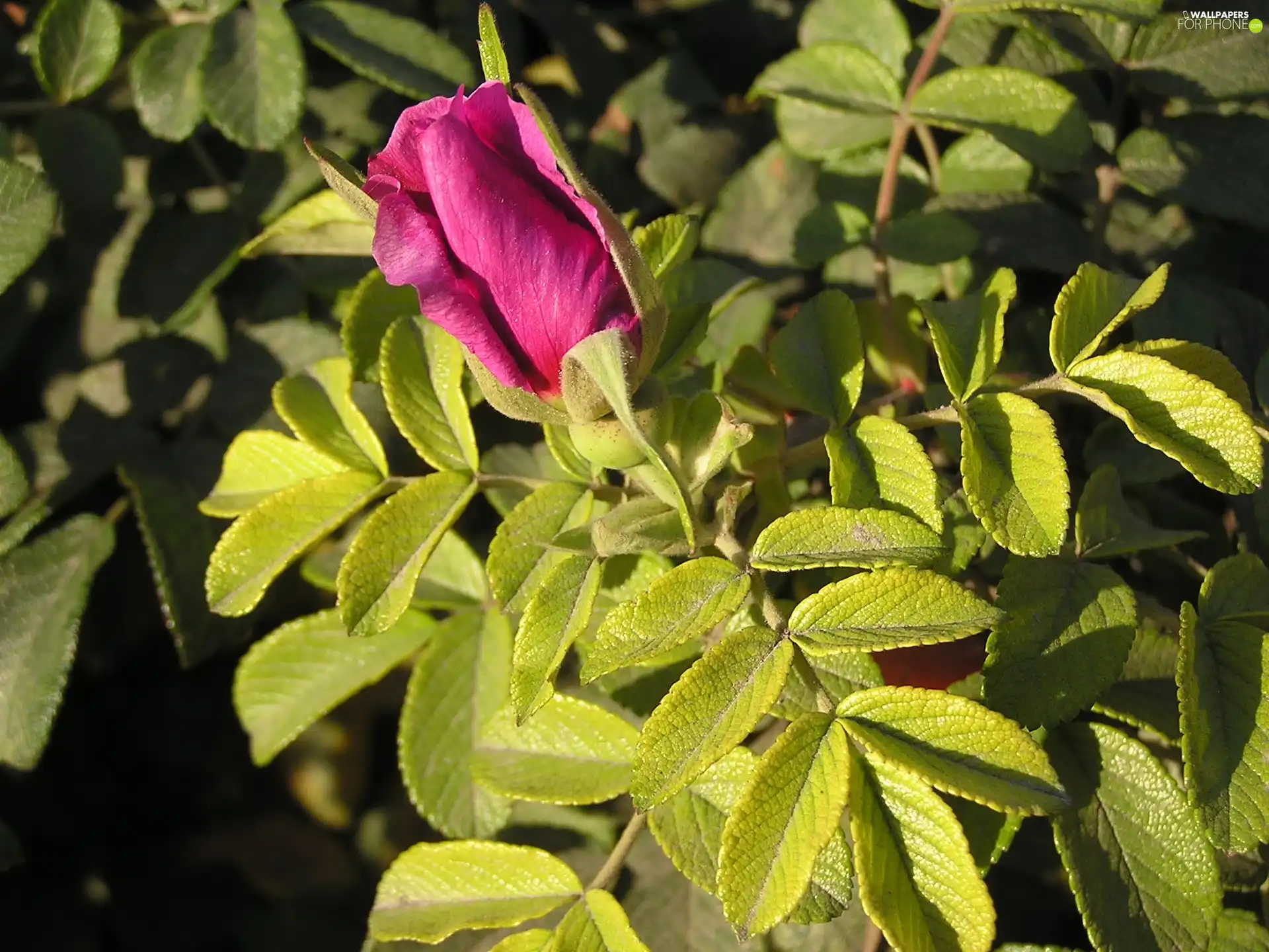 leaves, doughnut, rose