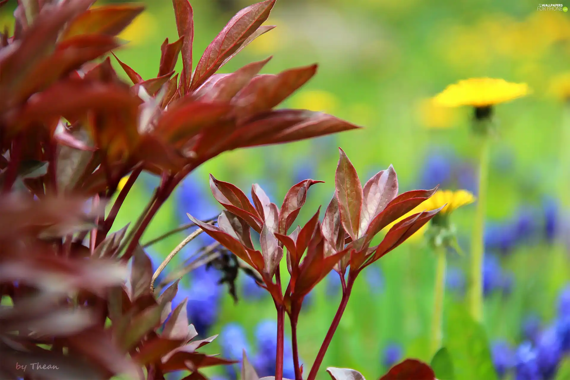 leaves, young, Spring