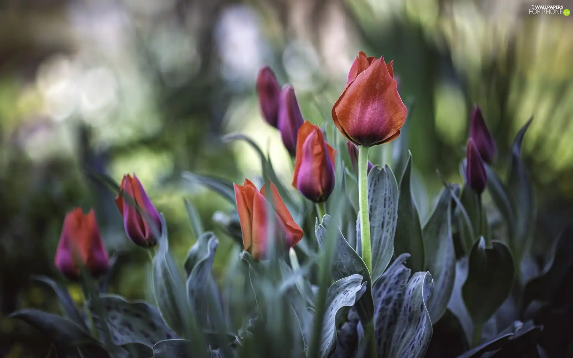 leaves, tea, Tulips