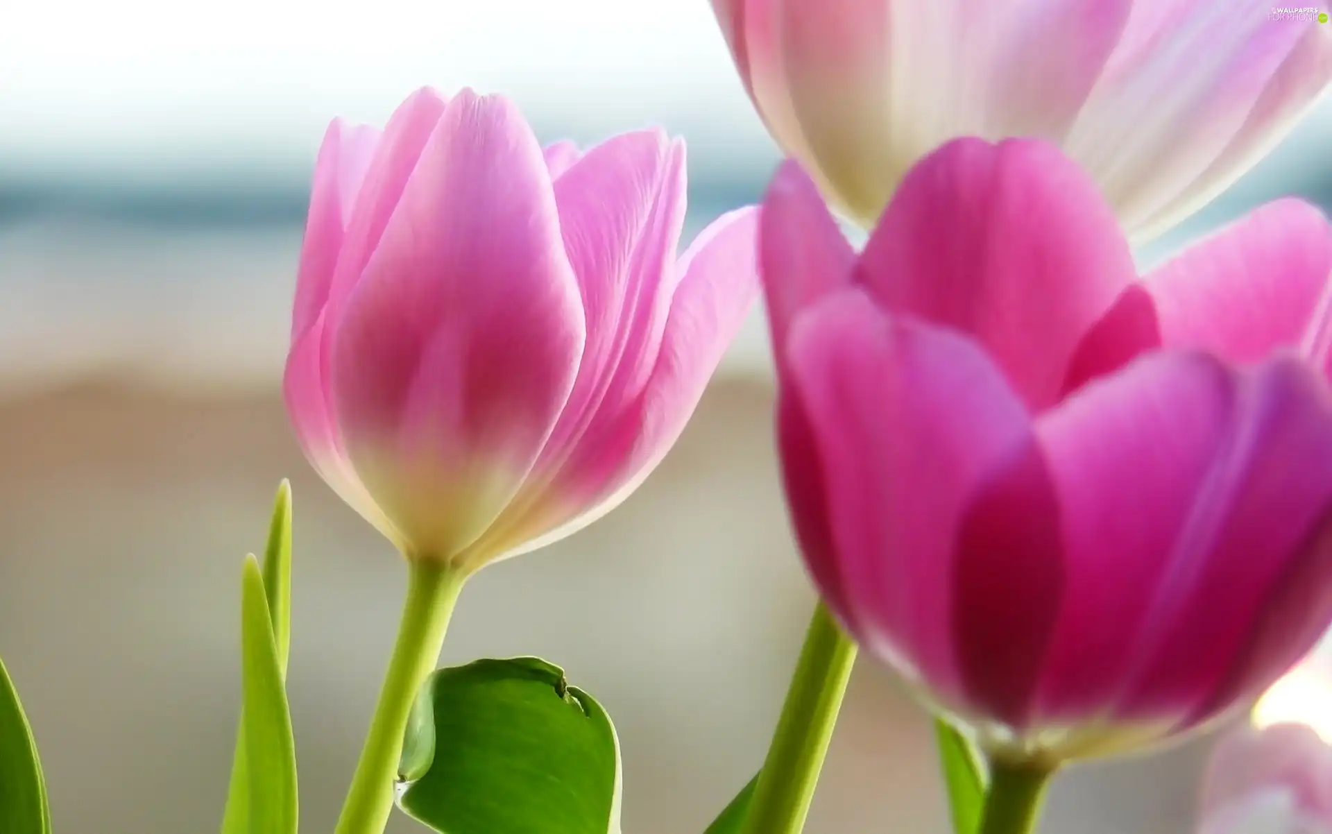 leaves, Three, Tulips