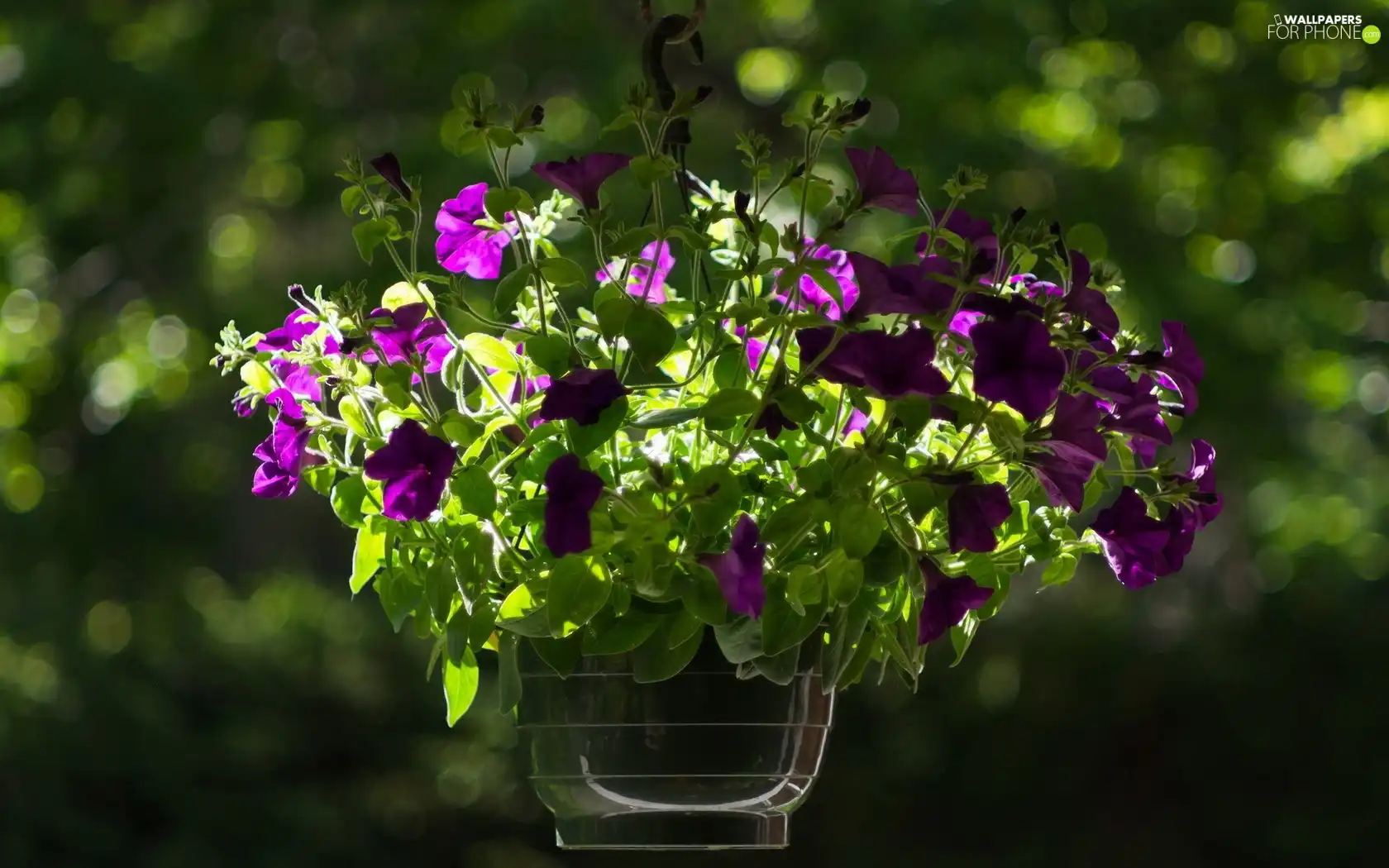 leaves, vase, flowers, green ones, purple