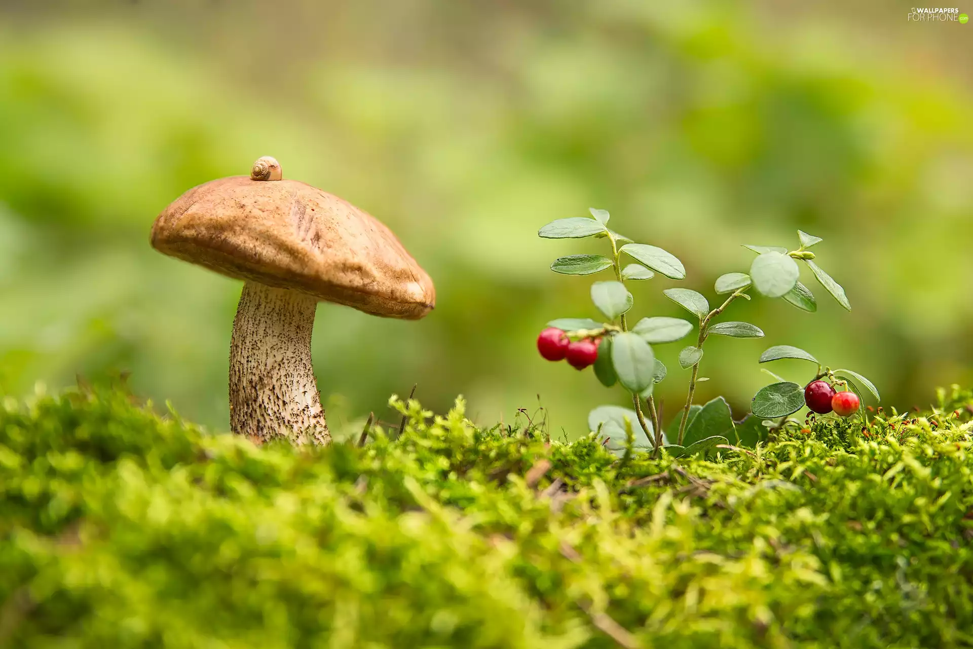 Mushrooms, snail, blueberries, Leccinum