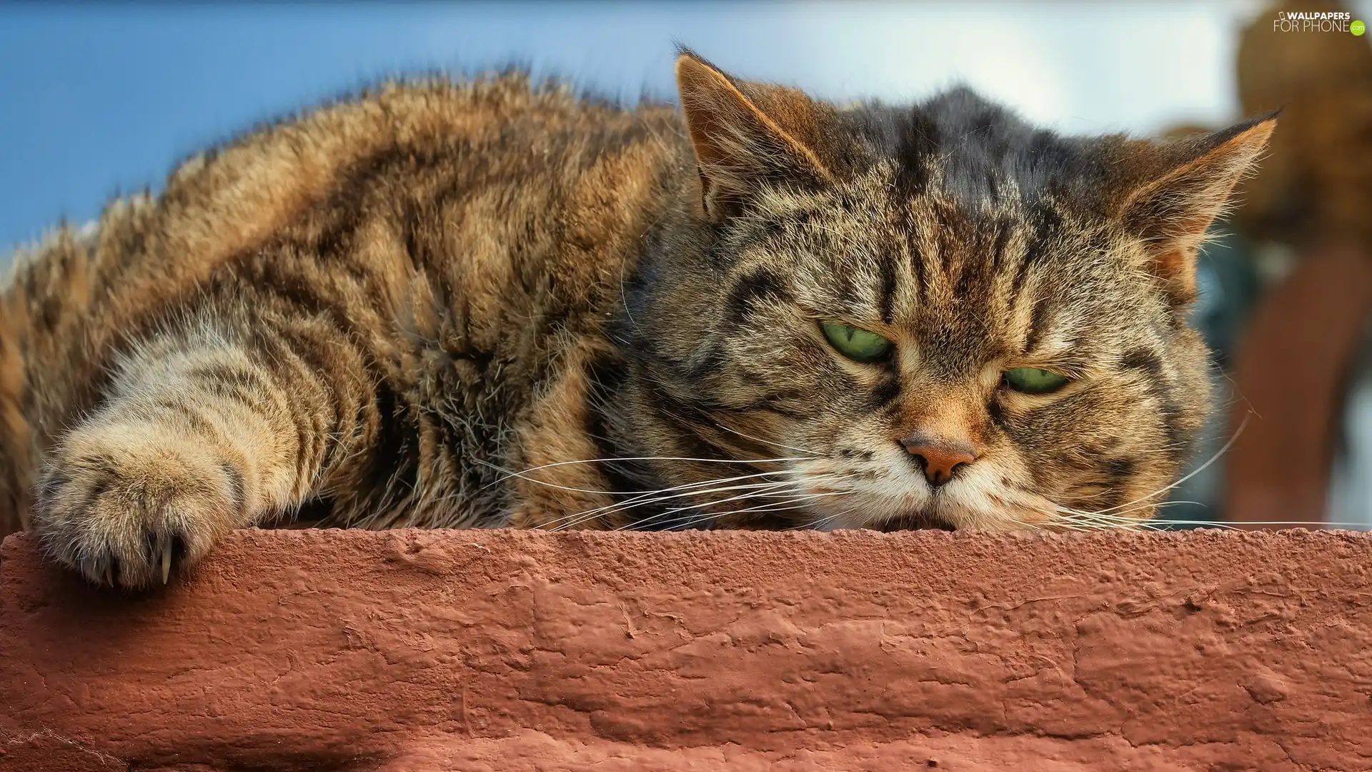 ledge, Grey, cat