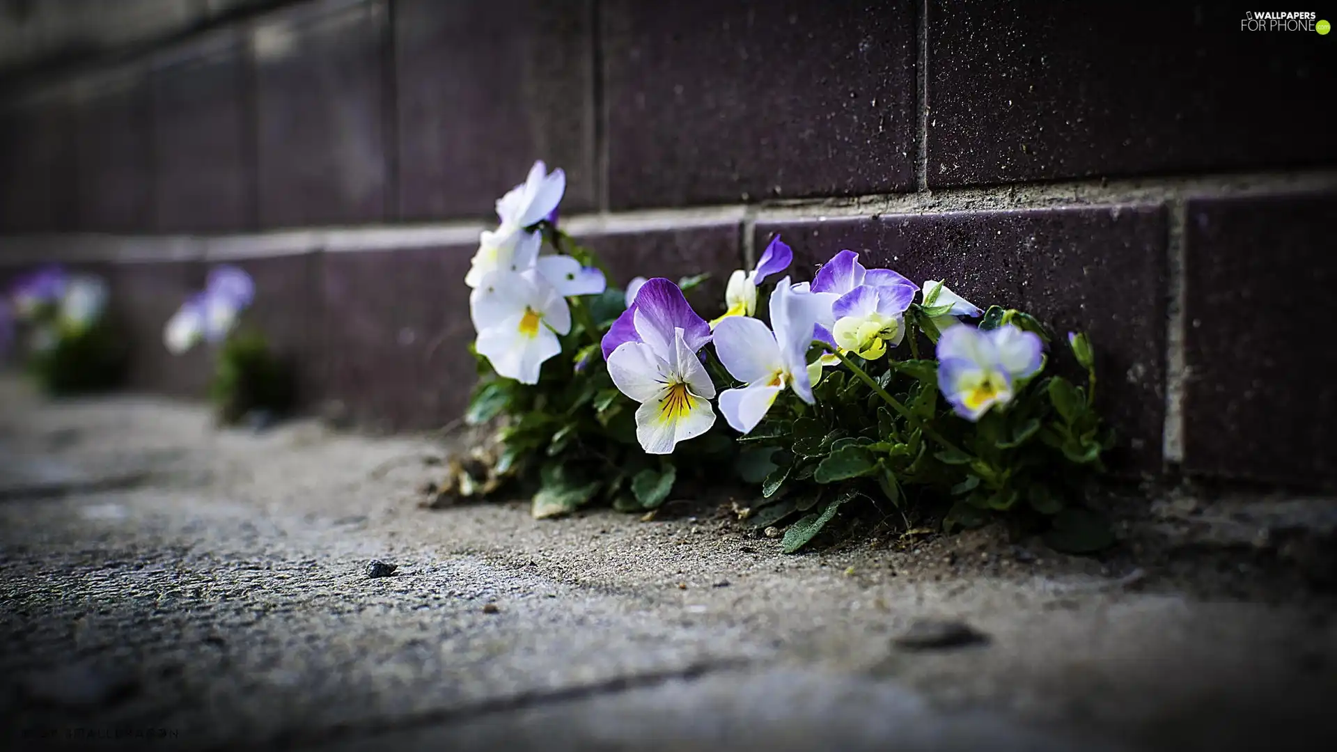 ledge, Flowers, pansies