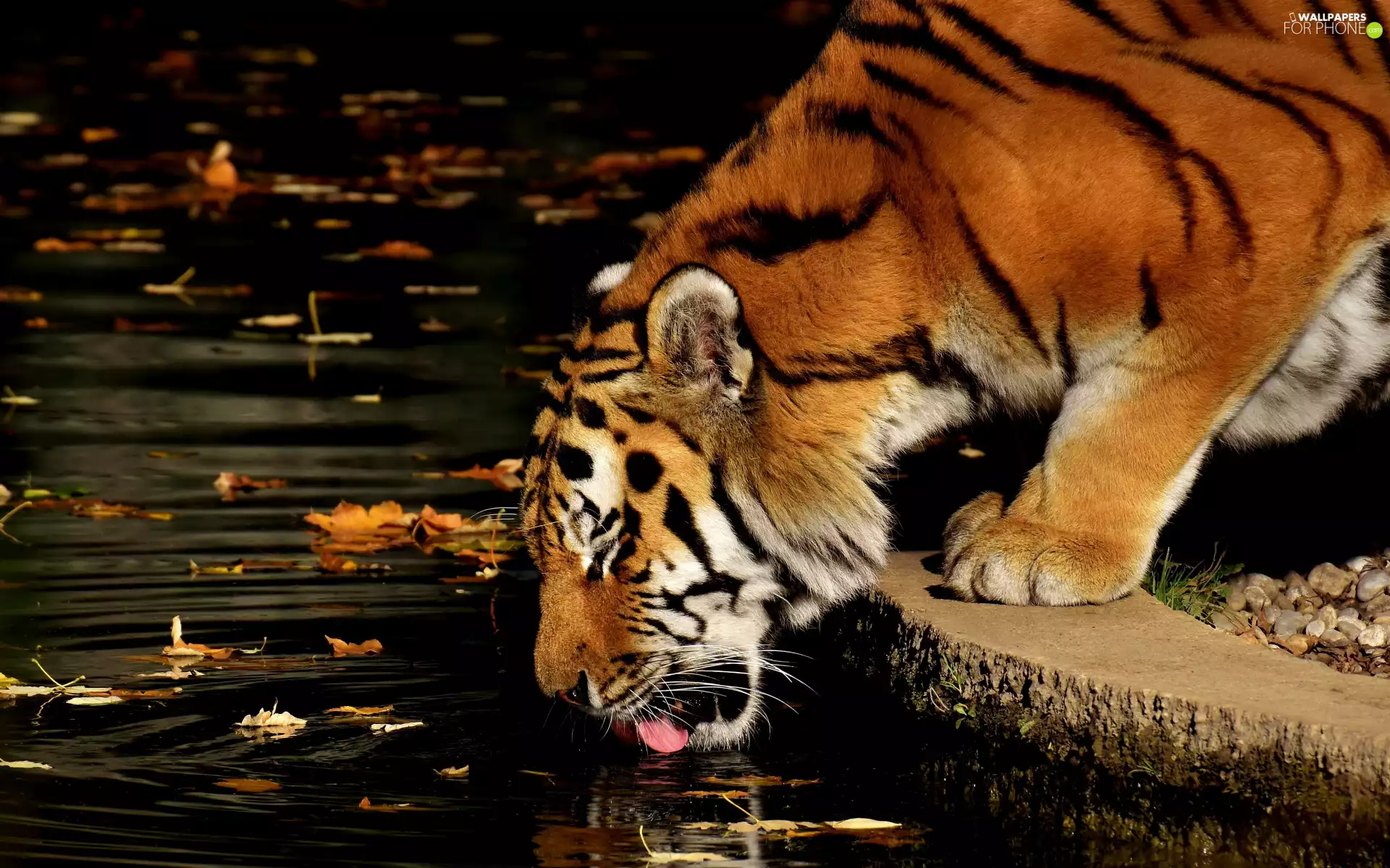 ledge, tiger, water