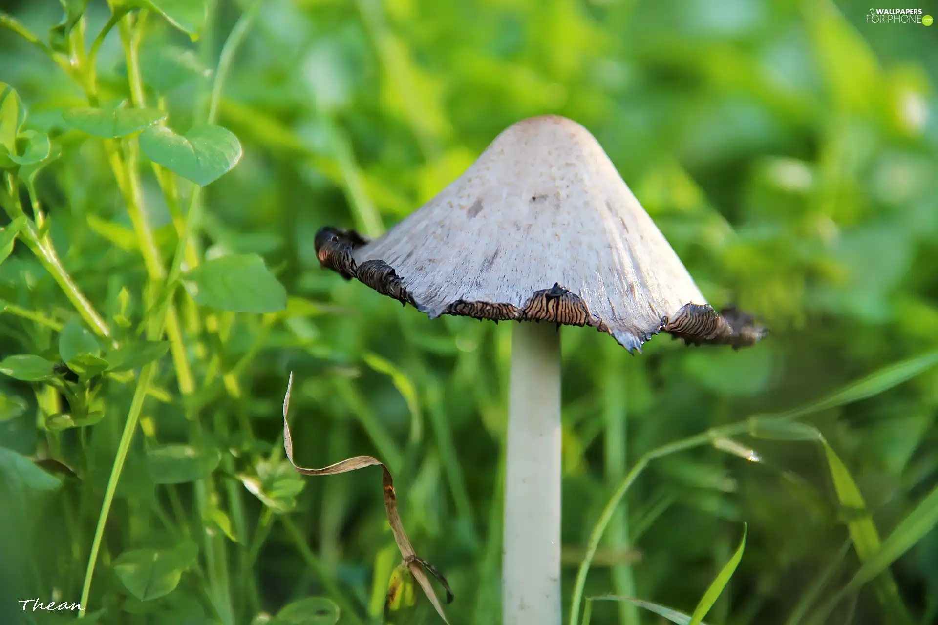 curled, White, leg, grass, Hat, Mushrooms