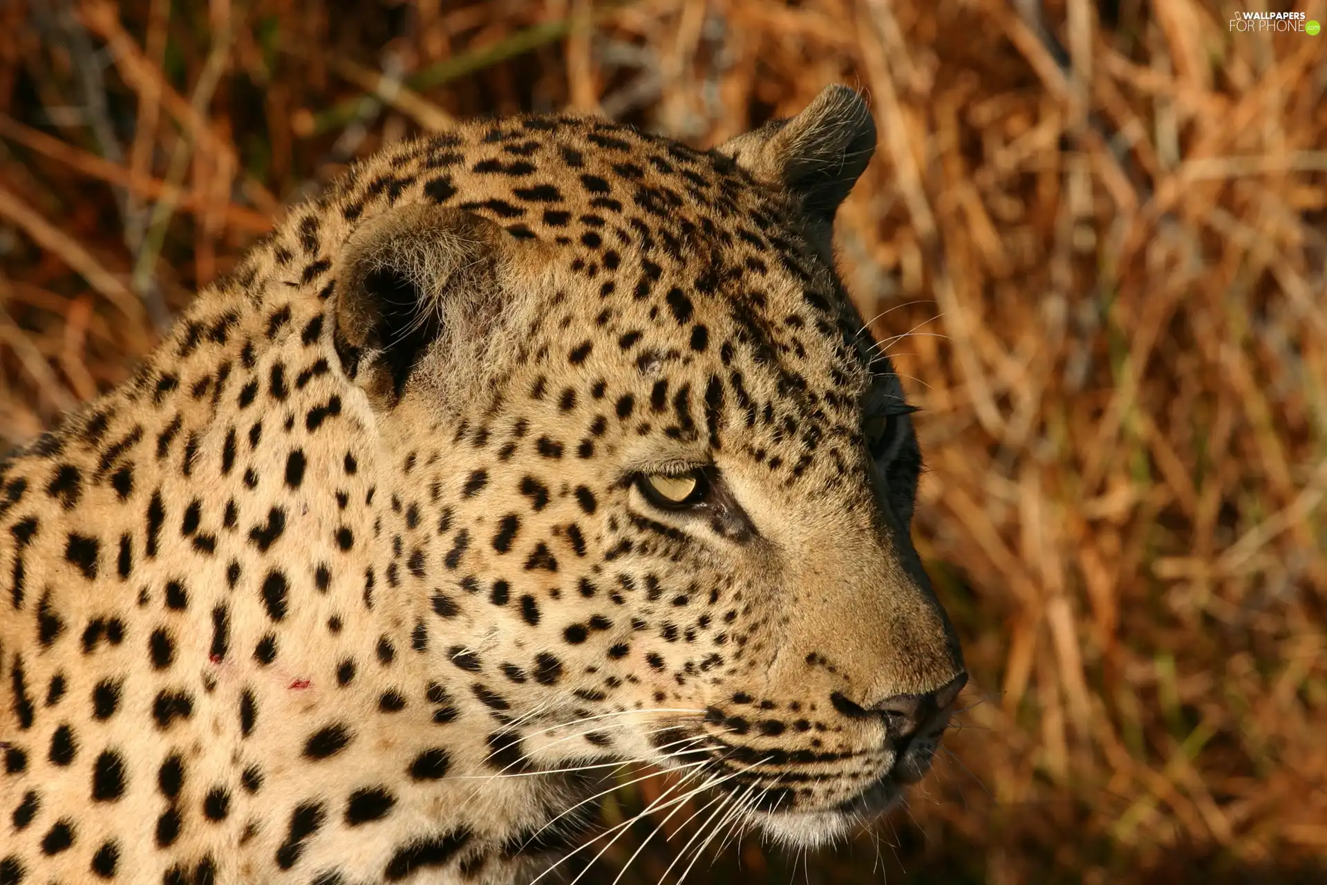 Head, leopard