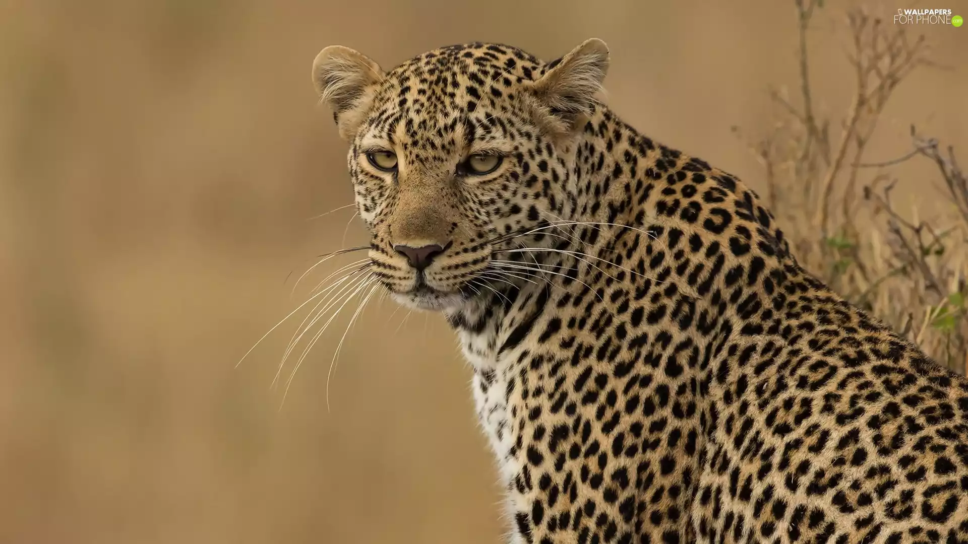 Leopards, rapprochement