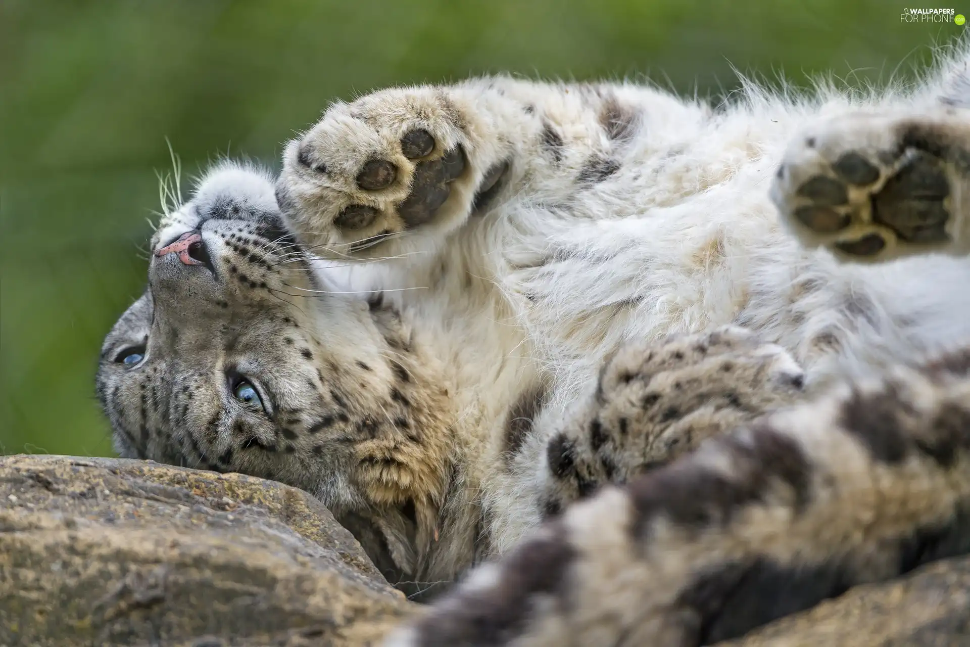 snow leopard