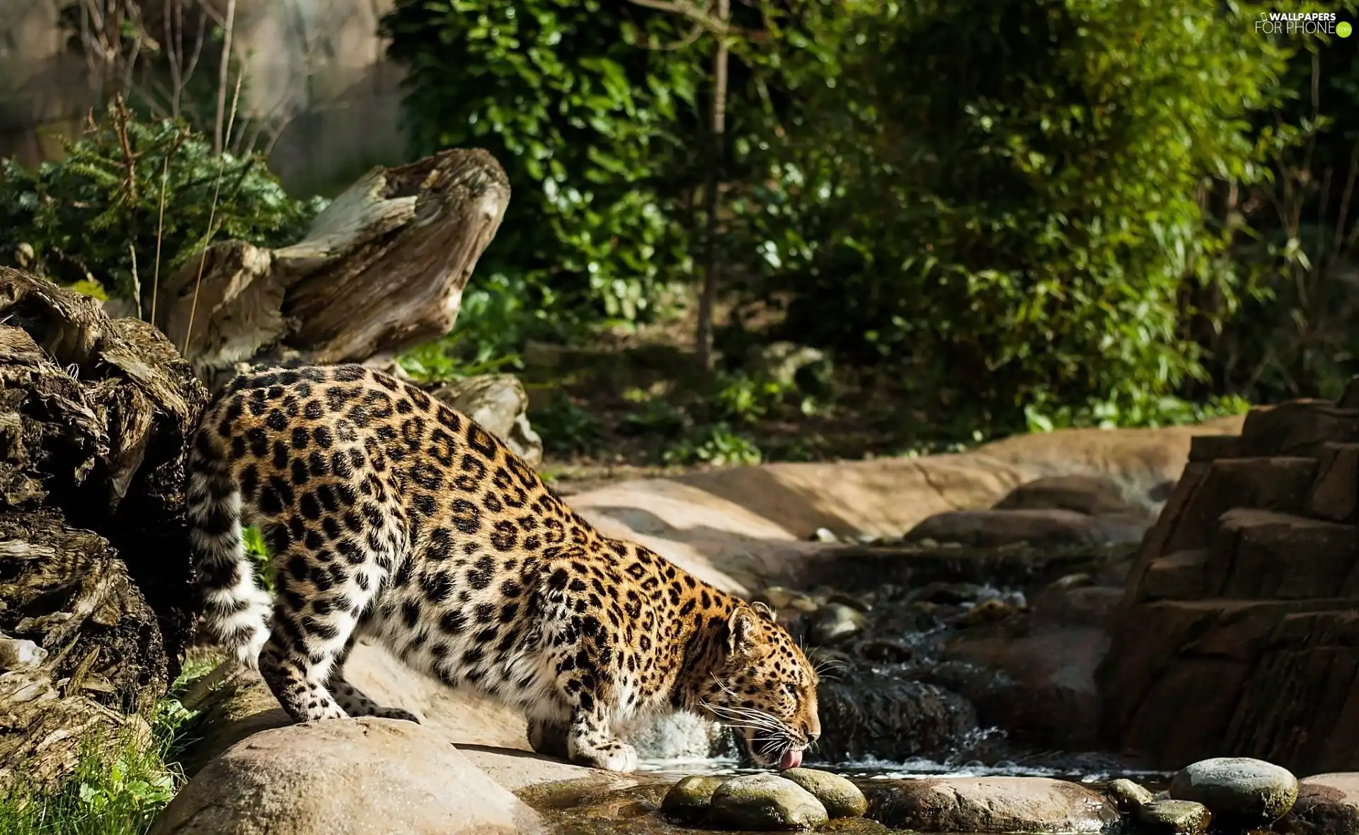 thirsty, Leopards