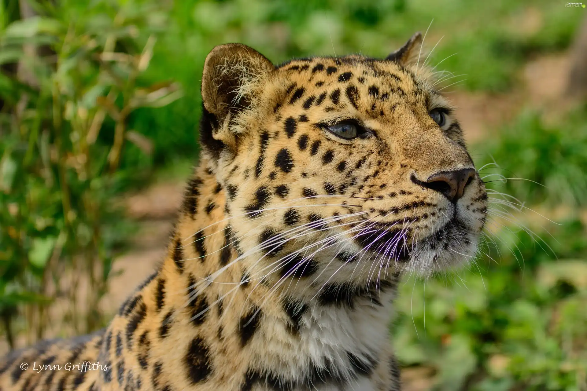 Leopards