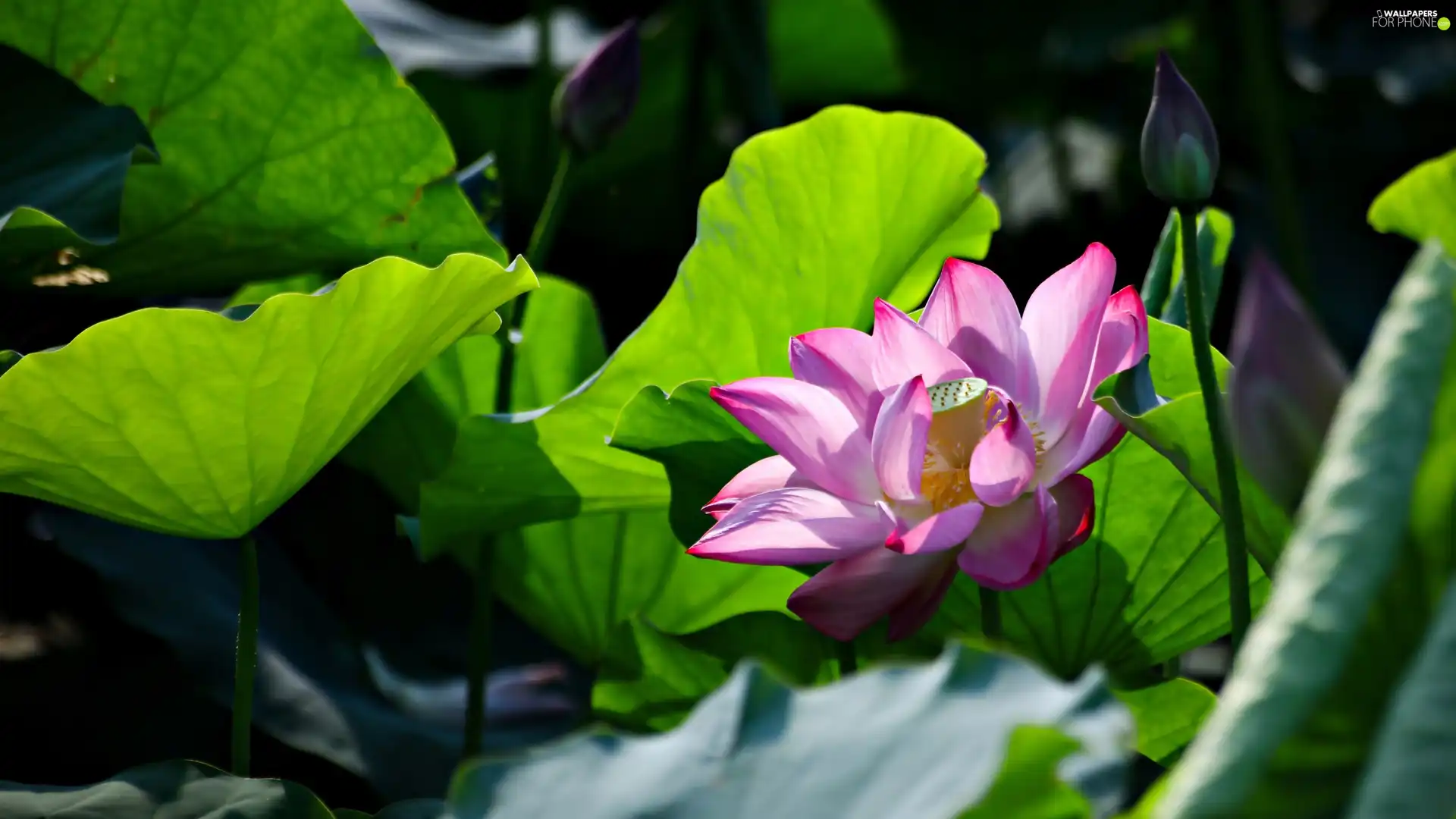 ligh, sun, Leaf, flash, bud, lotus, Colourfull Flowers, luminosity