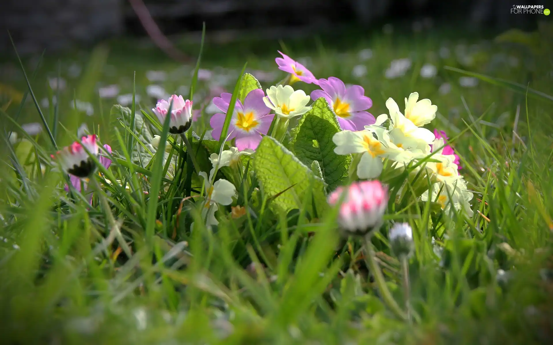 Primrose, Meadow, daisies, grass, luminosity, Spring, sun, flash, ligh