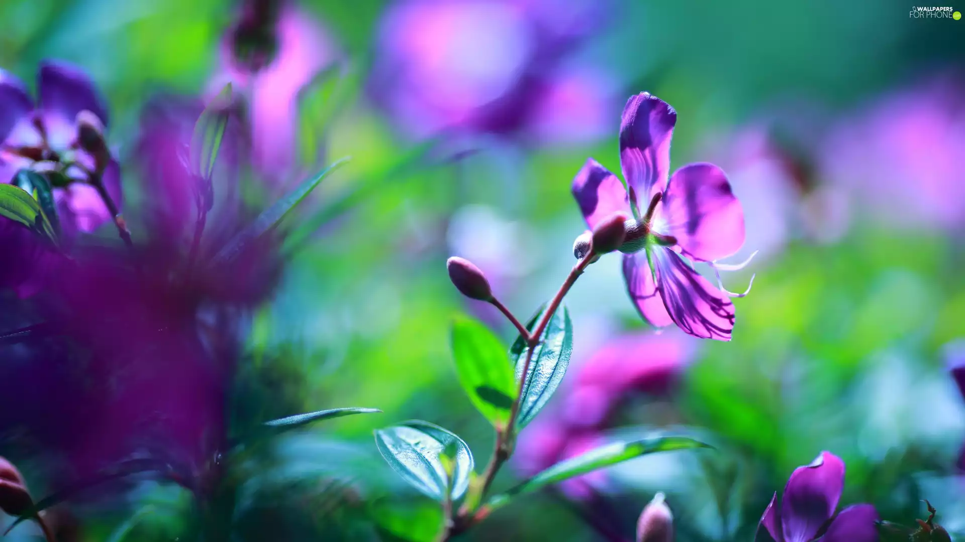 sun, Flower, luminosity, ligh, Violet, flash, background