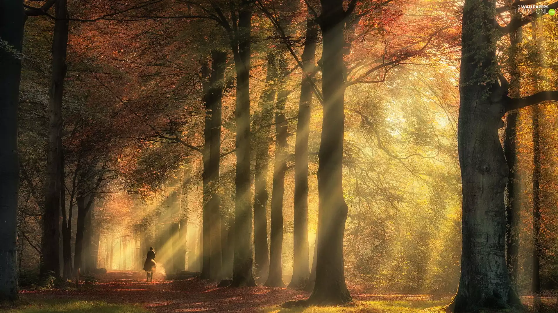 light breaking through sky, trees, Horse, viewes, forest, autumn, rider