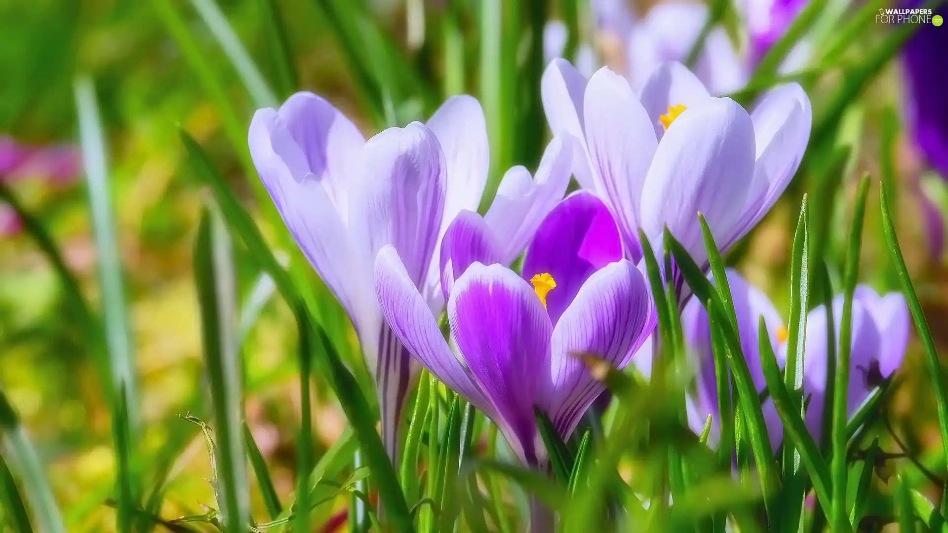 Flowers, Light Purple, rapprochement, crocuses