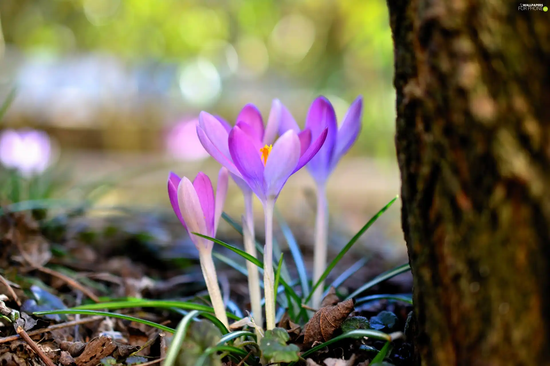 Spring, Light Purple, crocuses, Flowers